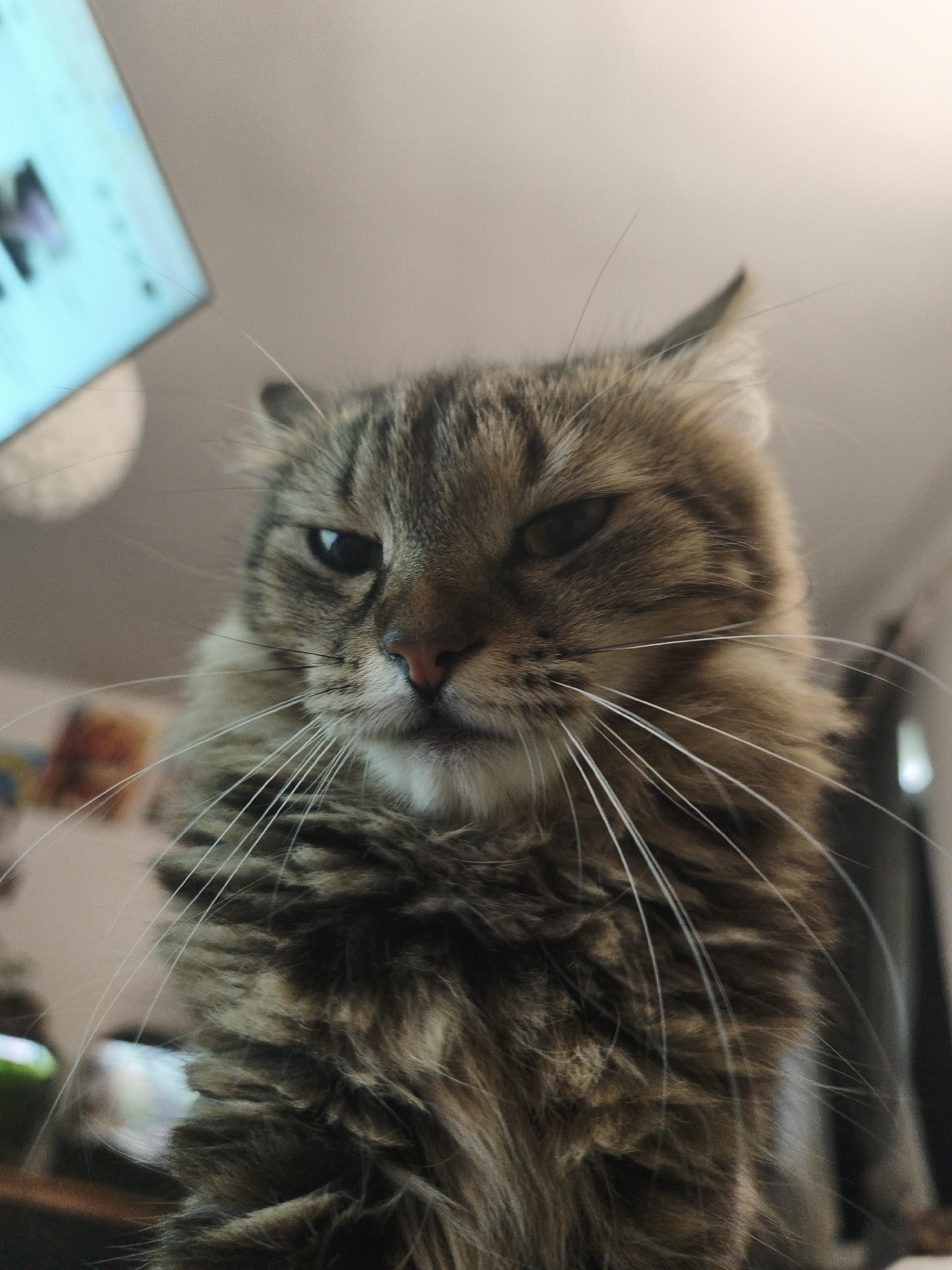 A low-angle, close-up shot shows the face of a long-haired tabby cat looking slightly down and to its left. The cat has brown and black striped fur, a pink nose, and one eye is partially closed, giving it a judgmental expression. The background is blurred and appears to be indoors, with a light-colored wall and a suggestion of a screen or monitor in the upper left corner. The overall lighting is soft.