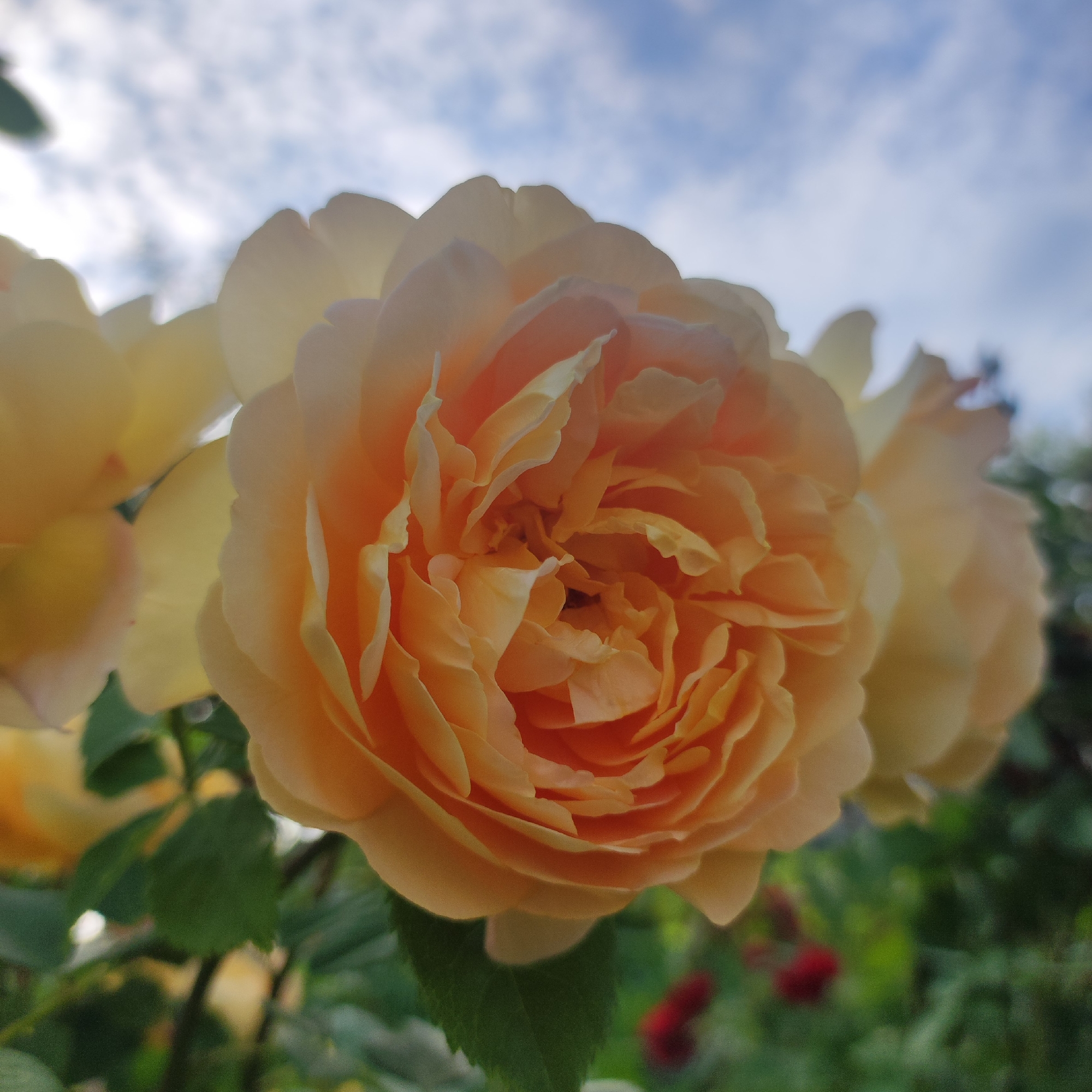 The image features a close-up view of a light orange and yellow rose, its petals unfurling in a complex, layered pattern. The rose is the primary subject, positioned in the center of the frame. Behind the rose, soft-focus foliage and hints of other yellow roses suggest a garden setting. The background is a blurry expanse of sky with white clouds against a light blue hue, indicating it is daytime, likely late morning or afternoon, with a partly cloudy sky. The lighting is soft and natural, highlighting the delicate textures of the rose petals. The overall mood is tranquil and serene, focusing on the natural beauty of the flower. There is no visible text in the image.