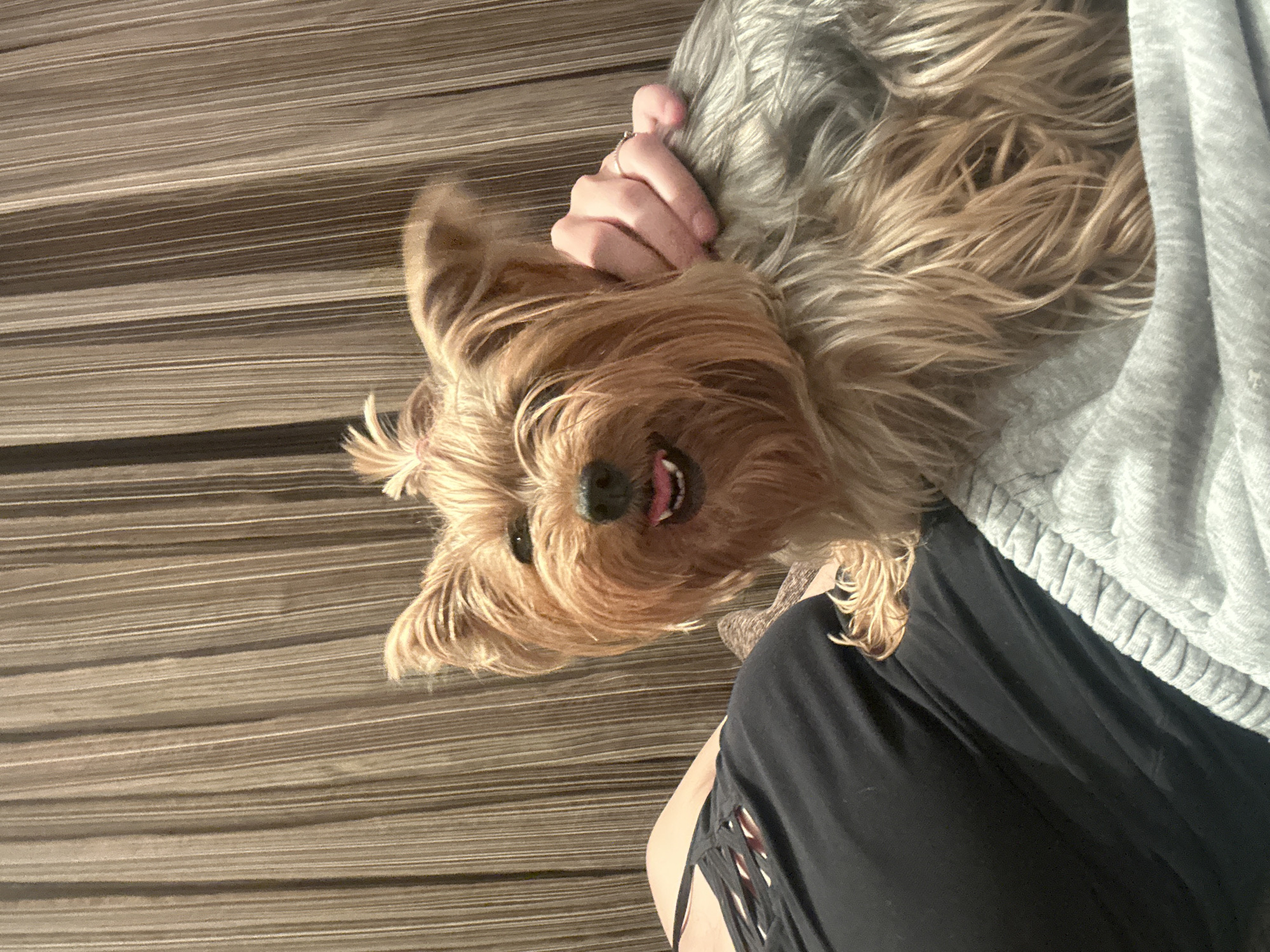 A dog is resting on a person's lap. The dog is light brown with long hair and a pink tongue visible in its open mouth. A hand with a ring on the finger rests on the dog’s head. The person is wearing a dark garment and a gray sweatshirt. The background appears to be a textured, striped surface. The location, Burgas, Bulgaria, is not visually evident in the image.