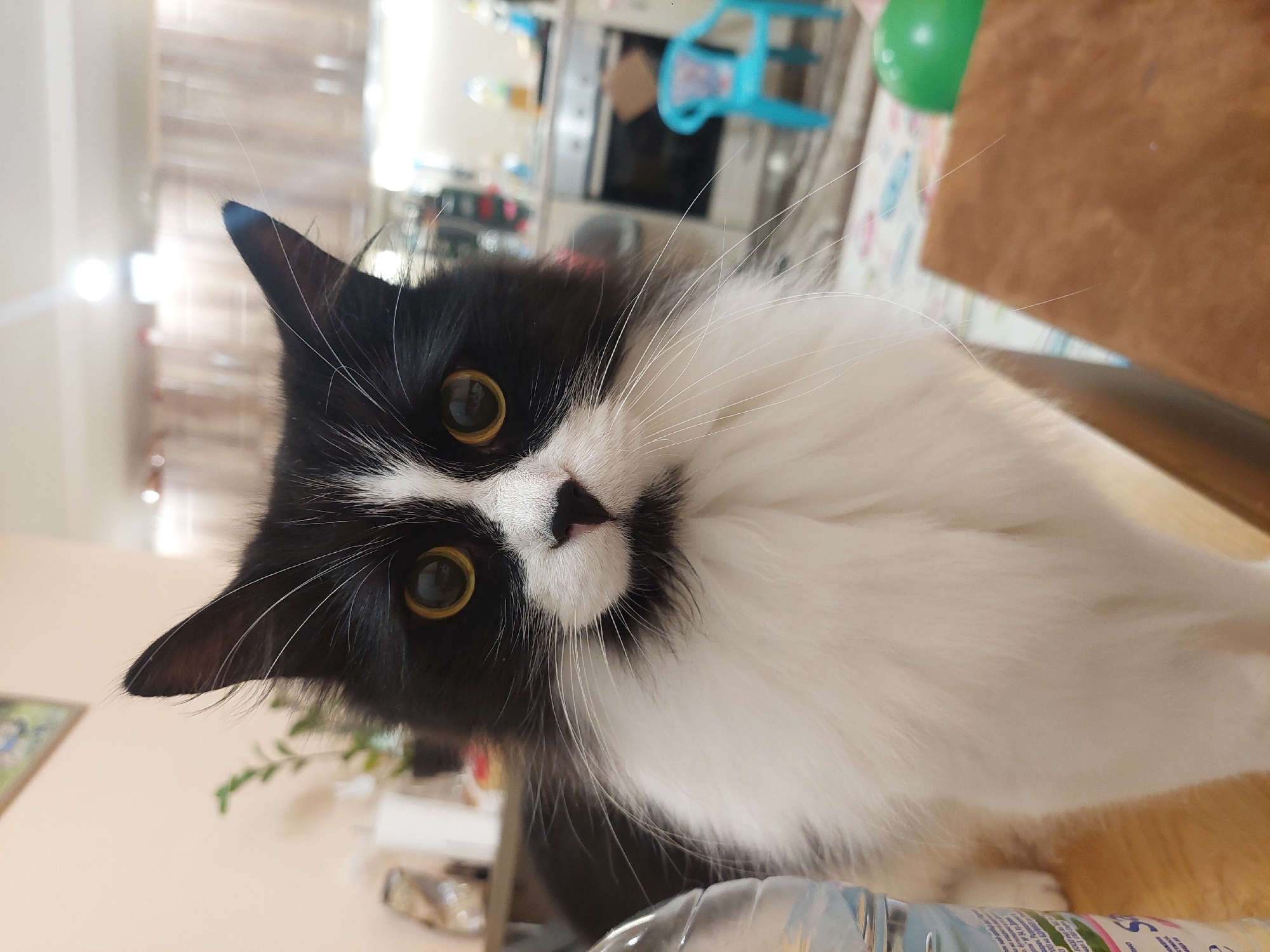 A medium-shot photograph shows a black and white cat staring directly at the camera with a curious expression. The cat is mostly white on its chest and has long white whiskers. Its eyes are amber. The cat's left ear (as seen by the viewer) appears to have a blue marking on the tip. The background is a residential kitchen with a partially visible green balloon, a blue child's chair, a stove, and various kitchen items. The image was likely taken indoors. I am unable to determine if this image was taken in Plovdiv, Bulgaria.