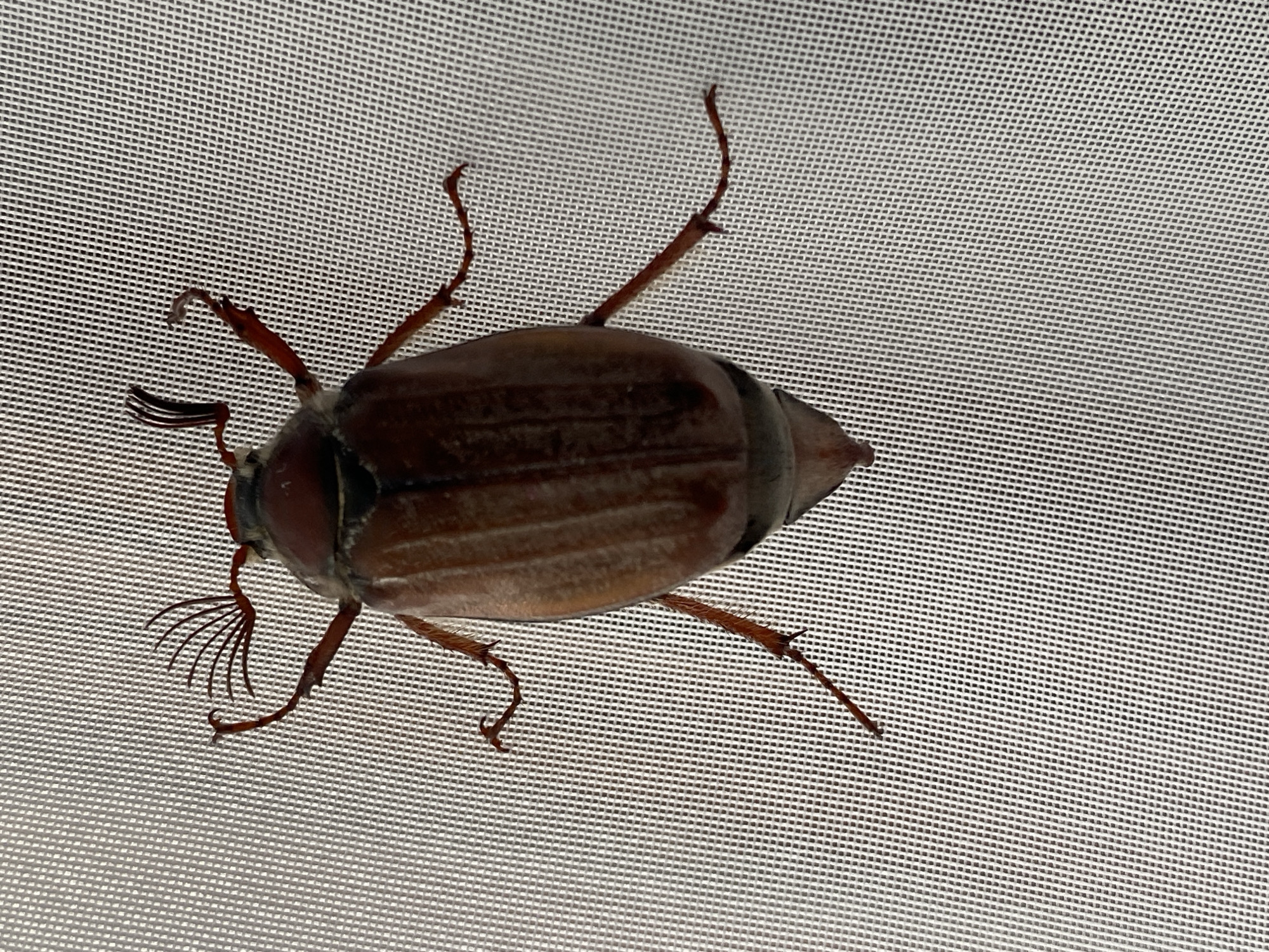 A large, dark brown beetle, likely a May beetle or Cockchafer, is prominently featured in the image, viewed from a dorsal perspective. It is clinging to a fine, light-colored mesh screen, which forms the background. The beetle's body is robust and segmented, with its elytra (wing covers) displaying subtle longitudinal ridges. Its head and prothorax appear a darker shade of brown compared to its main body. Six legs extend from its sides, with several showing distinct claws actively gripping the mesh surface. Notably, on the left side of its head, the beetle exhibits distinctive, fan-like or lamellate antennae. The mesh pattern is uniform and finely woven, providing a textured surface for the beetle to cling to. The cropped images offer closer views, highlighting the intricate details of the beetle's gripping claws, the structure of its fanned antennae, and the precise weave of the mesh material. No specific activity beyond holding onto the screen is depicted, and there is no visible text. The time of day, weather, or any emotional context cannot be determined from the provided media.