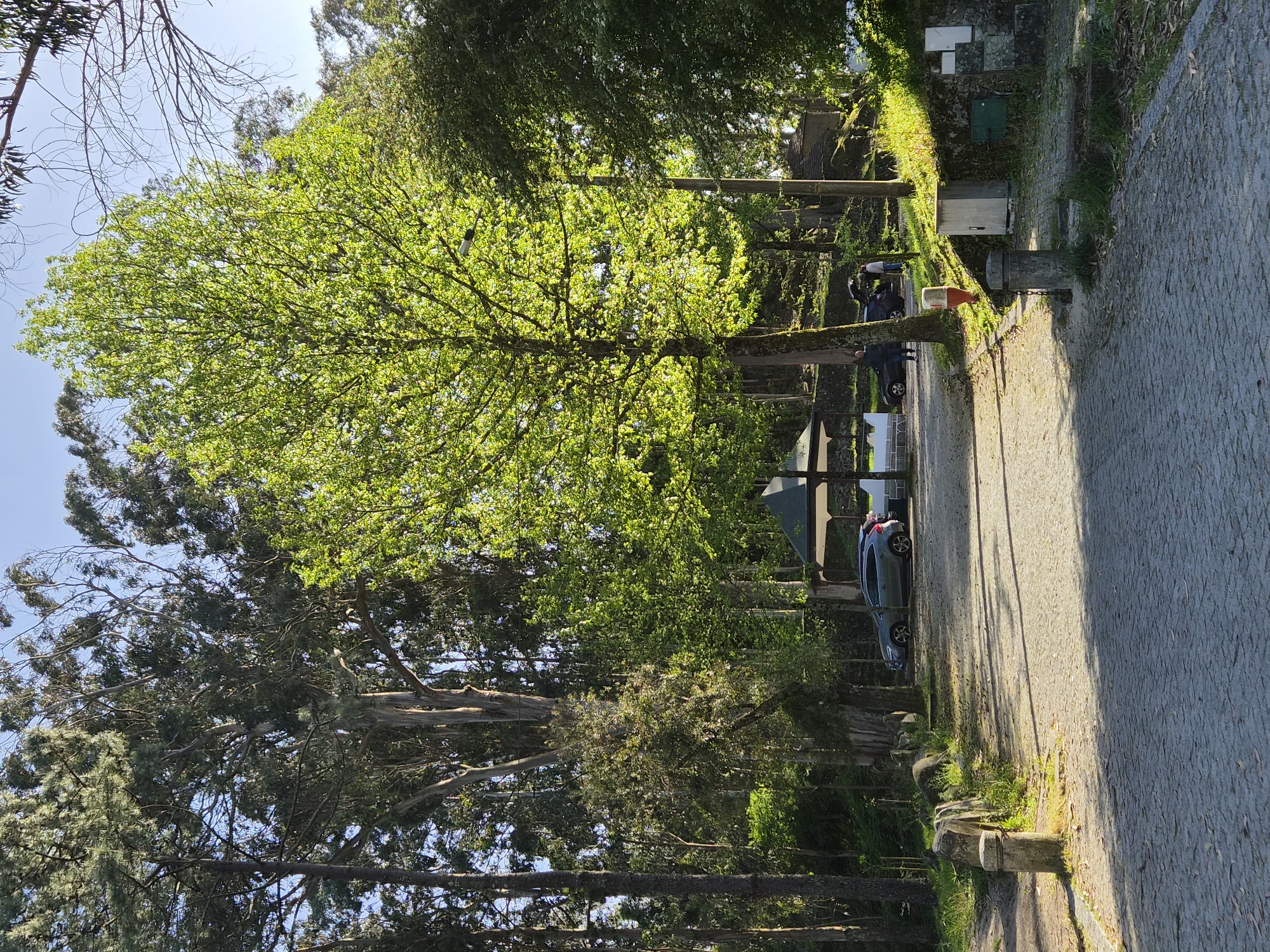 The image shows a tree-lined street in Esposende, Portugal. A paved road runs along the right side of the frame. To the left of the road, there is a grassy area with trees, and parked cars can be seen in the distance. The trees are lush with green leaves, and the sunlight filters through their branches, creating shadows on the road. There's a structure that appears to be a fence on the left side. There's a person visible beside one of the cars in the distance. There is an orange safety cone beside a pillar in the foreground.