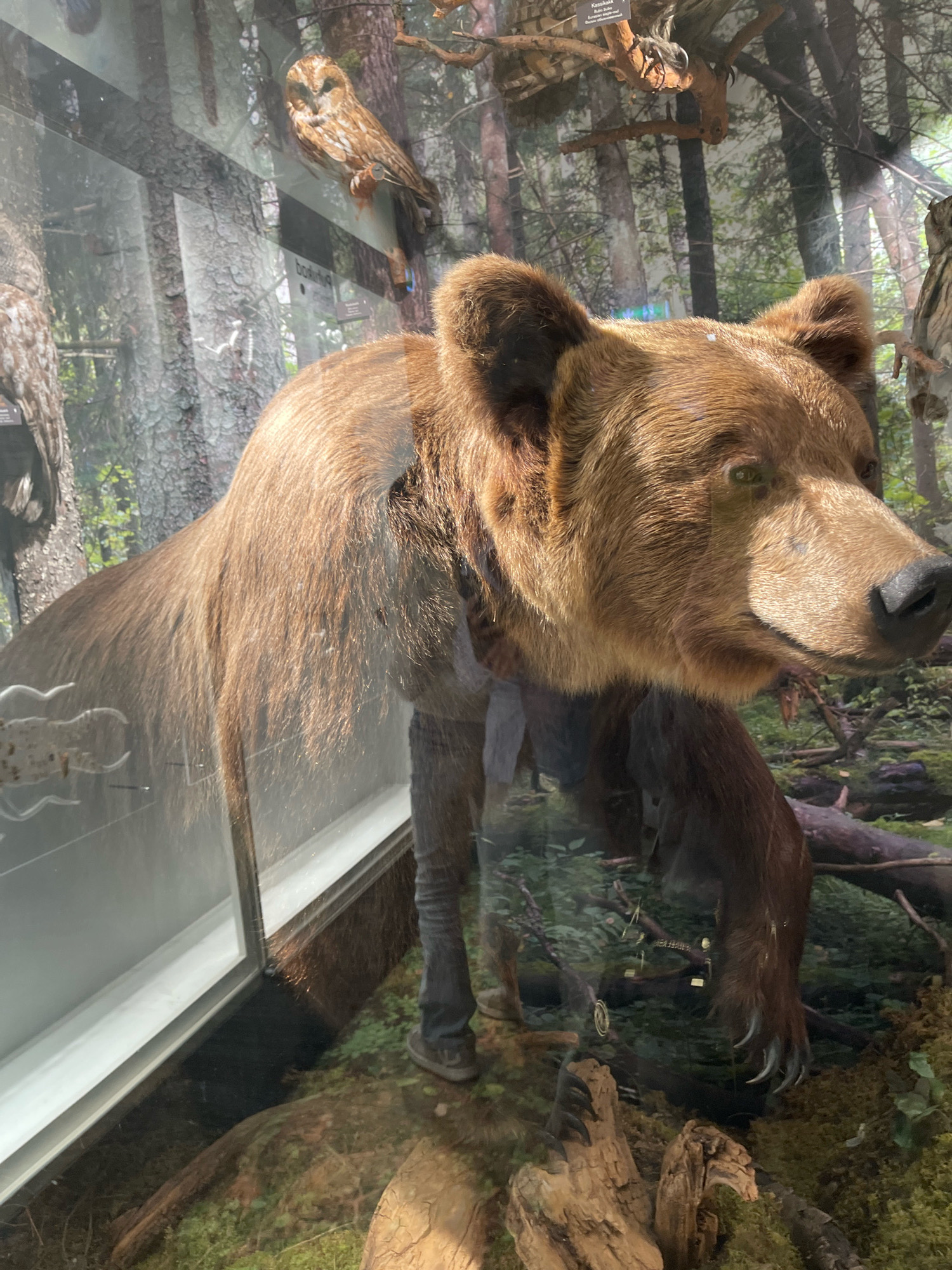 A diorama depicts a brown bear and two stuffed owls within a glass enclosure, mimicking a forest environment. The bear, a taxidermied specimen, is positioned centrally, its head turned to the right. Its fur is a rich brown, and it appears to be standing on its hind legs. The two owls are also taxidermied, one perched on a branch to the upper left of the bear, and another to the far right of the enclosure, partially visible. The background is a printed image of a forest with trees and greenery. Moss and artificial logs are arranged on the floor of the diorama. Reflections are visible on the glass surface, obscuring parts of the scene and showing snippets of the surrounding environment, which appears to be an indoor exhibition space. The diorama is located at the Estonian Museum of Natural History in Tallinn, Estonia.