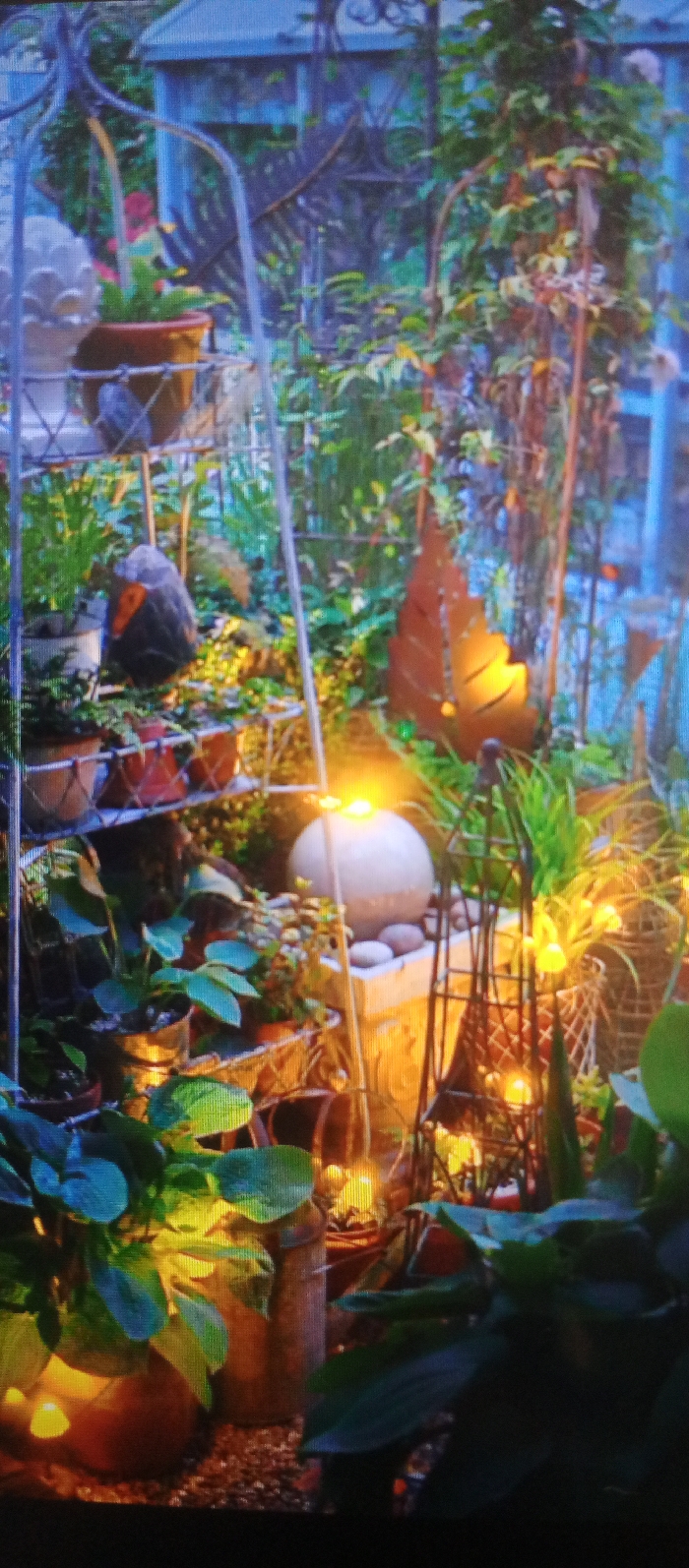 The image displays a densely planted garden or greenhouse interior during evening hours, located in the city of Unknown, Unknown. The scene is illuminated by multiple artificial warm yellow-orange light sources, creating a soft, ambient glow.
In the foreground, numerous green potted plants with broad leaves are situated on what appears to be dark gravel ground, with at least one small, glowing light fixture visible on the far left. A light-colored, multi-tiered metal plant stand occupies the left midground, holding various terra cotta pots containing green foliage, along with a decorative white finial and a dark, irregular object resembling a stone. To the right of the plant stand, a prominent, smooth, spherical light fixture rests on river stones within a light-colored rectangular planter, emitting a strong yellow glow. Adjacent to this, a dark, open-lattice metal obelisk, containing multiple small yellow lights, stands amidst more green plants in baskets or pots. A large, reddish-brown, leaf-shaped metal sculpture is visible further right, partially illuminated.
The background features abundant green foliage, climbing plants, and scattered yellow-orange lights, with a light blue-grey greenhouse-like structure discernible through the dense vegetation. No people or animals are present.