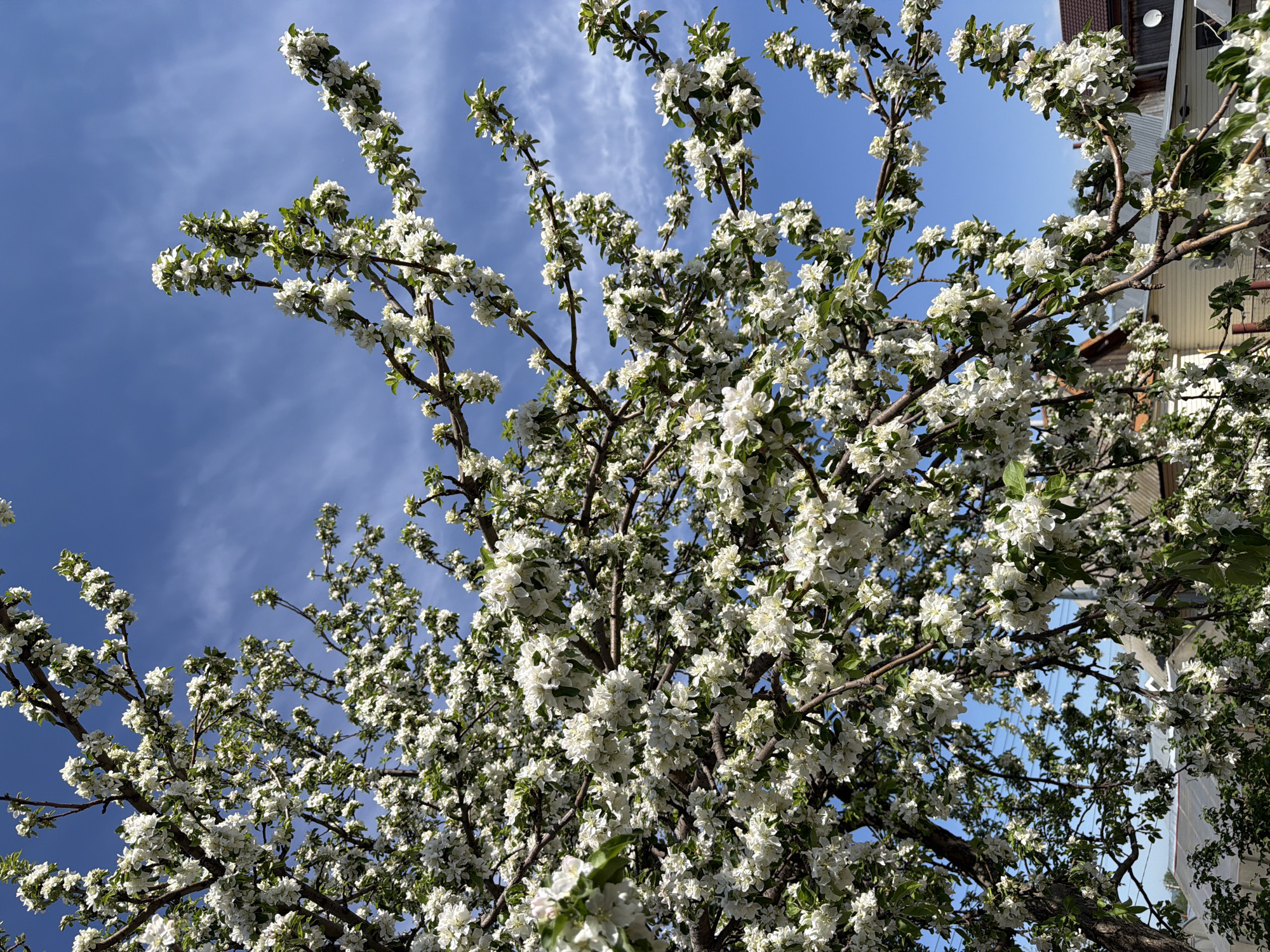 A low-angle shot reveals a tree densely covered in white blossoms against a backdrop of a blue sky streaked with cirrus clouds. The tree branches, predominantly bare except for the profusion of flowers and some green leaves, extend upwards and outwards. To the right of the frame, a portion of a building is visible, suggesting the tree is located in an urban or suburban setting. The lighting indicates it is daytime, casting shadows and highlights on the blossoms. The location is identified as Chaikovsky, Russia.