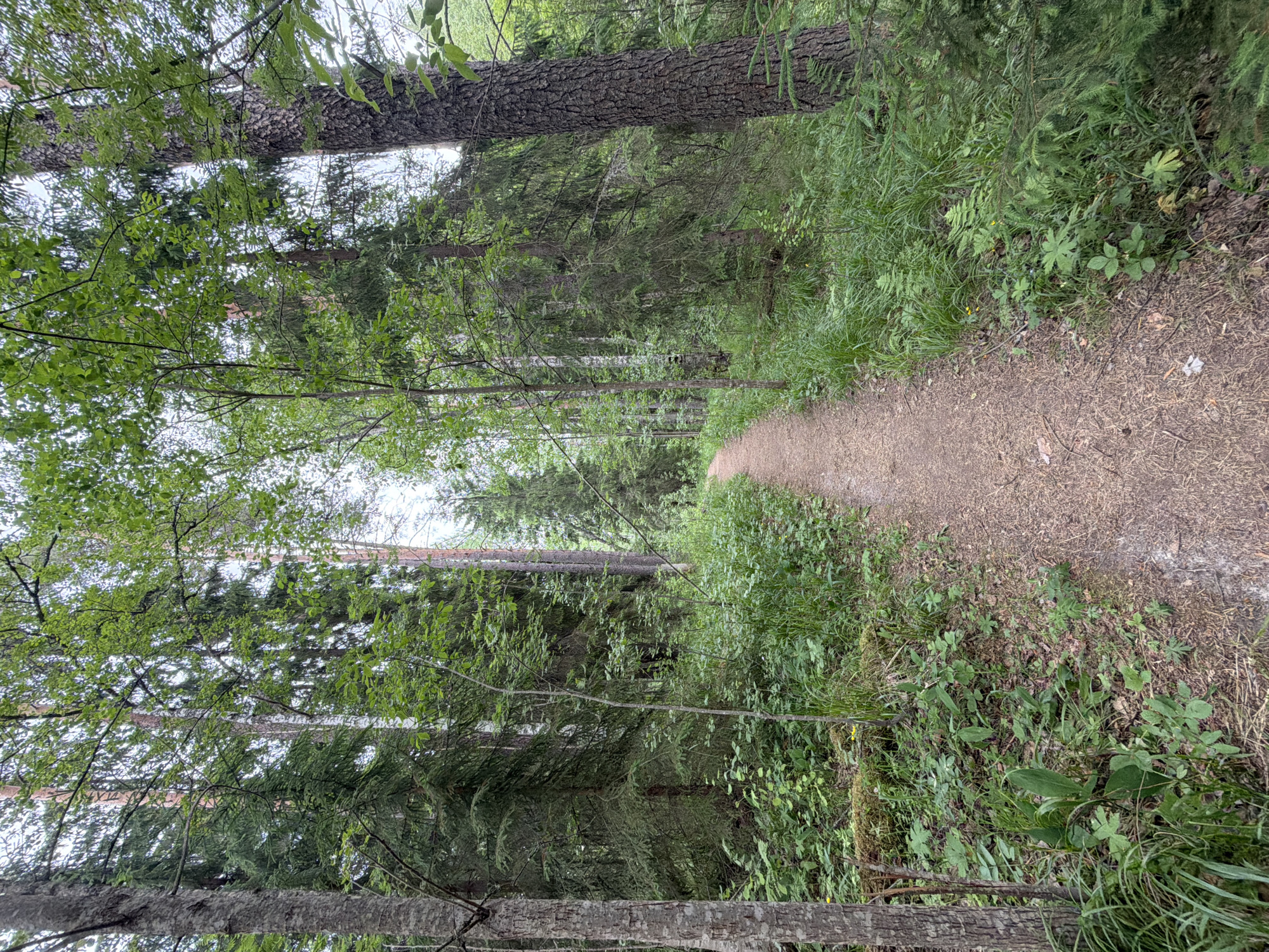 This image shows a narrow, unpaved path winding through a dense forest in the city of Kuznechnoye, Russia. The path is made of light brown soil and pine needles. On either side of the path, tall trees with thick trunks and green foliage dominate the scene. The undergrowth consists of various green plants, grasses, and ferns, some of which are quite tall. Moss covers some of the fallen logs on the forest floor. The overall impression is of a natural, somewhat overgrown forest environment. The lighting suggests it is daytime, likely overcast given the diffused light. There are no people or animals visible in the image.
