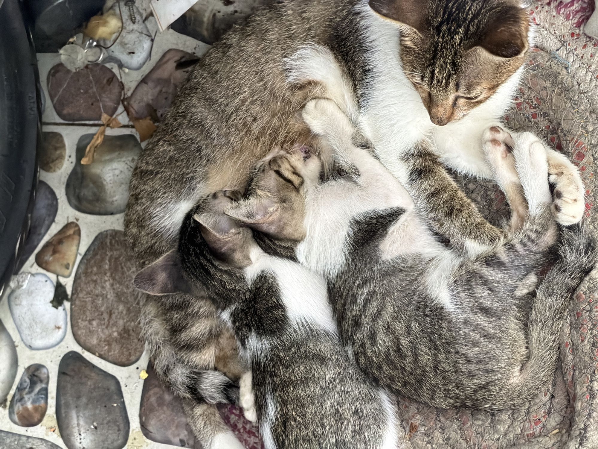 The image shows a mother cat and two kittens lying close together. The location is identified as Bac Nha Trang Ward, Vietnam. The mother cat is mostly gray tabby with white markings. One kitten is nursing, while the other is nestled close. They are on a small rug placed on paving stones. Beside the rug are some pieces of leaves and twigs scattered around. A tire is visible in the upper left of the image. The kittens appear to be young and still dependent on their mother.