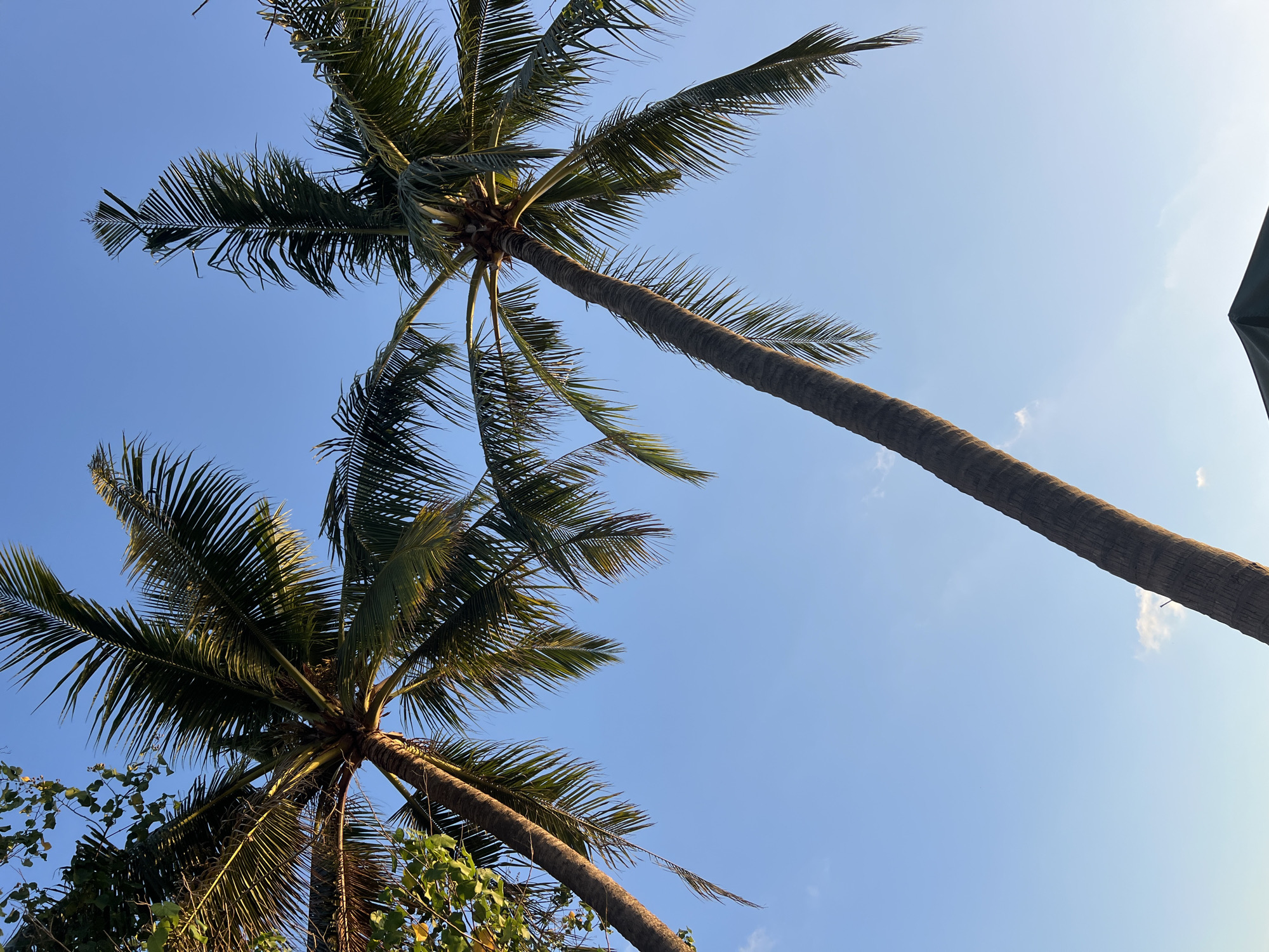 Two tall palm trees with green fronds are silhouetted against a clear blue sky. The palm trees are captured from a low angle, looking upwards. In the bottom right corner of the image, a dark triangular object, possibly part of a tent or canopy, is visible. The scene appears to be outdoors in a tropical or subtropical location, likely Kuta, Indonesia, given the presence of palm trees and the bright sky. The lighting suggests it is either morning or late afternoon.