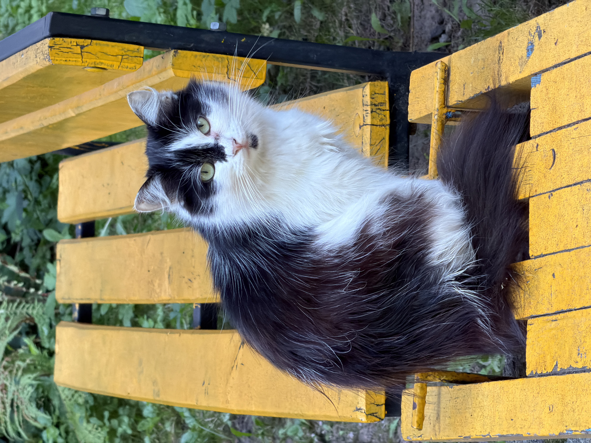 A black and white fluffy cat is sitting on a yellow wooden bench in a park in Minsk, Belarus. The bench appears to be weathered, with chipped yellow paint and visible black metal supports. The cat is facing the camera, with its green eyes looking directly forward. Its fur is long and appears a bit disheveled. Behind the bench, there is greenery, suggesting a natural outdoor setting. The overall scene is candid and captures a moment with the animal in its environment.