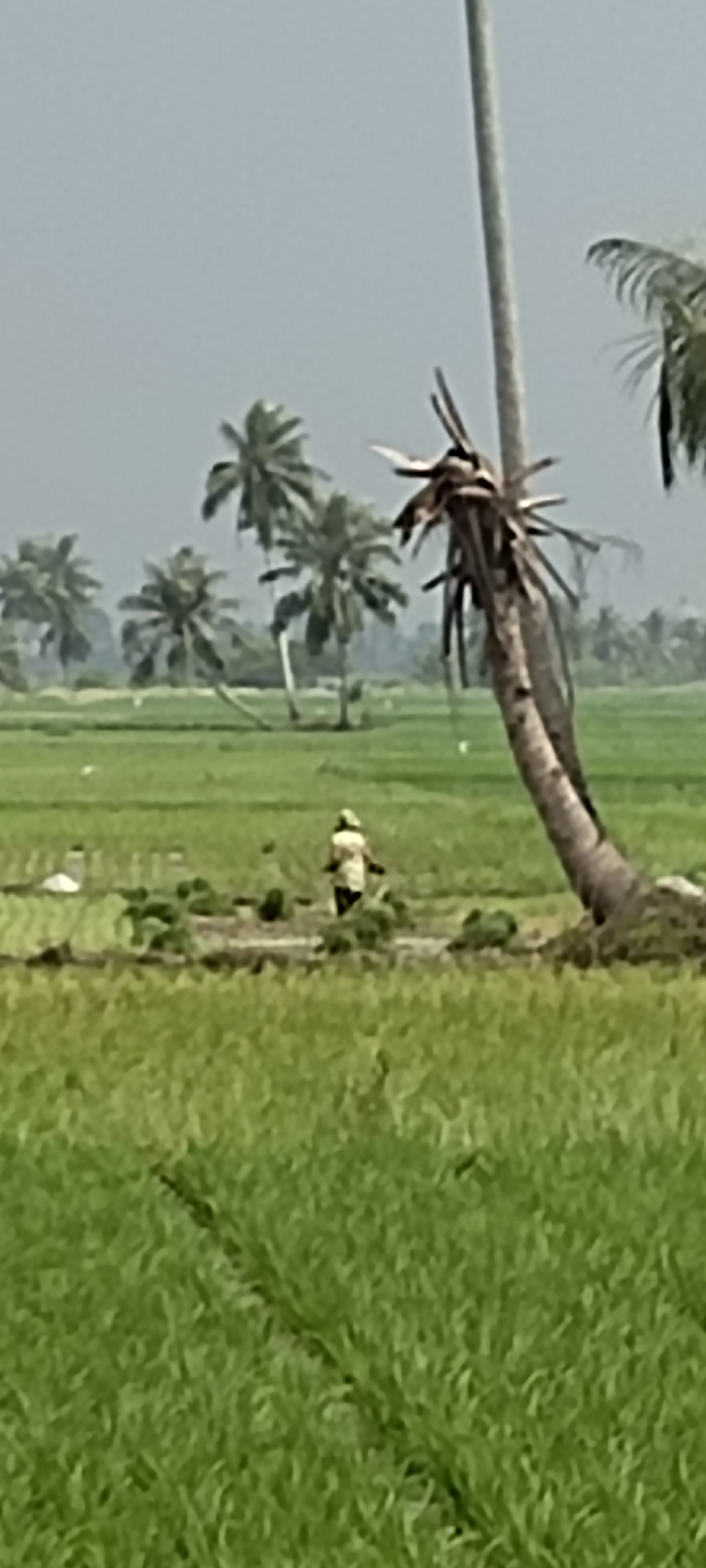 The image depicts a rural landscape, likely in Peurupok, Indonesia, characterized by extensive green rice paddies under a hazy, overcast sky. A prominent, tall palm tree, leaning precariously, dominates the right side of the frame. In the middle ground, a single individual, clad in light-colored clothing, is engaged in agricultural work, possibly planting or tending to the crops. Scattered throughout the field are clumps of harvested vegetation. In the background, several other palm trees and the indistinct outlines of distant foliage suggest a tropical or subtropical environment. The overall impression is one of agricultural activity in a natural, agrarian setting.