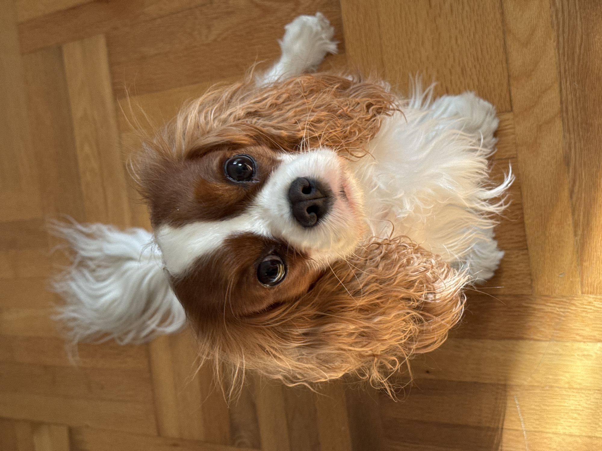 A Cavalier King Charles Spaniel dog lies on its back on a wooden floor. The dog is predominantly white with tan and brown markings on its head, ears, and back. It has large, dark, expressive eyes and a black nose. The dog is looking up at the camera. The wooden floor is composed of light-brown planks. The location in the city of Budva, Montenegro, cannot be confirmed or determined from the image.