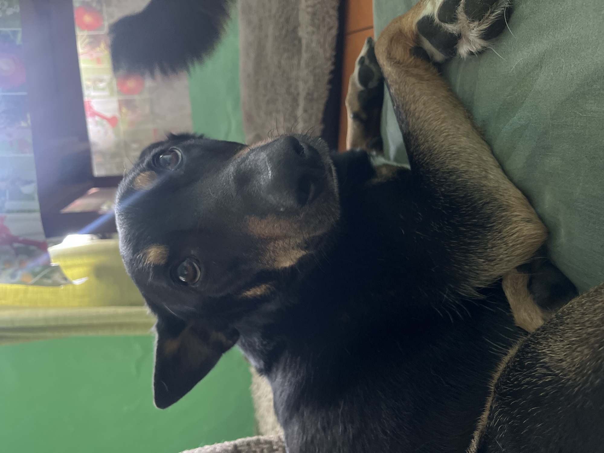 A medium shot shows a dog looking up at the camera with an inquisitive expression. The dog has short black fur with tan markings around the eyes and on the legs. It is lying on a green surface, possibly a couch or cushion, with its front paws resting on the edge. The background is slightly blurred, with hints of a window, a wall, and a curtain. The location of the image is unknown. The city of Nizhny Tagil, Russia, is also not discernible from the image.