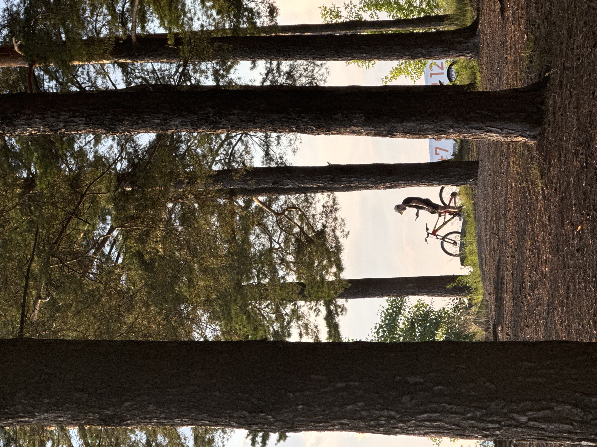 The image depicts a person with a bicycle standing in a forest, likely within the city of Chaikovsky, Russia. The scene is characterized by tall pine trees with rough bark, casting shadows on the forest floor which is covered with pine needles and dry leaves. Sunlight filters through the canopy, illuminating parts of the scene. The person, wearing a cap and shorts, is standing next to a mountain bike. In the background, a white structure with large numerals "12" and possibly other partial numbers is visible. The sky is a pale, hazy blue, suggesting it might be late afternoon or early evening. The overall atmosphere is serene and natural, a common setting for outdoor recreation in Chaikovsky, a city known for its green spaces and proximity to the Kama River.