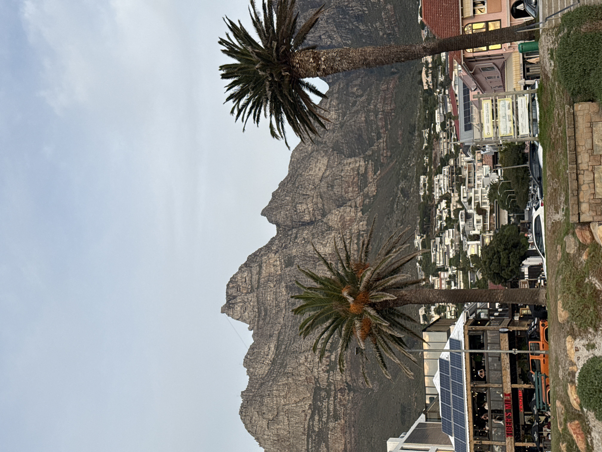 The image depicts a scene in Cape Town, South Africa, featuring a prominent mountain and city views. Table Mountain fills a significant portion of the backdrop. Two palm trees are positioned in the foreground. Adjacent to the palm trees are buildings, including a multi-story structure. In the background is a dense cluster of white buildings. Above the scene is a sky with a diffuse, cloudy appearance.