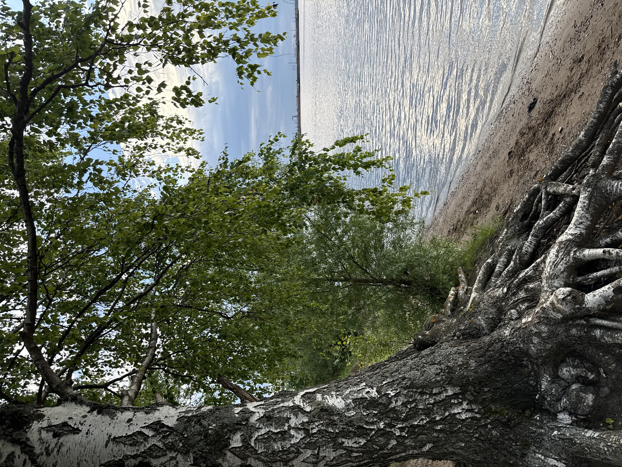 The image depicts a shoreline on the Kama River in Chaikovsky, Russia, as viewed from the bank. In the foreground, the gnarled roots of a large birch tree are prominently exposed, extending across the sandy bank. The tree's trunk, with its characteristic white and black bark, is partially visible to the left. Overhanging branches adorned with green leaves frame the scene from the top and left. The sandy bank slopes gently towards the water. The Kama River occupies the right side of the image, its surface rippled by a gentle breeze, reflecting the overcast sky. In the distance, along the far bank of the river, a line of industrial structures, including cranes and towers, are faintly visible against the horizon. The overall impression is a natural landscape adjacent to industrial activity.