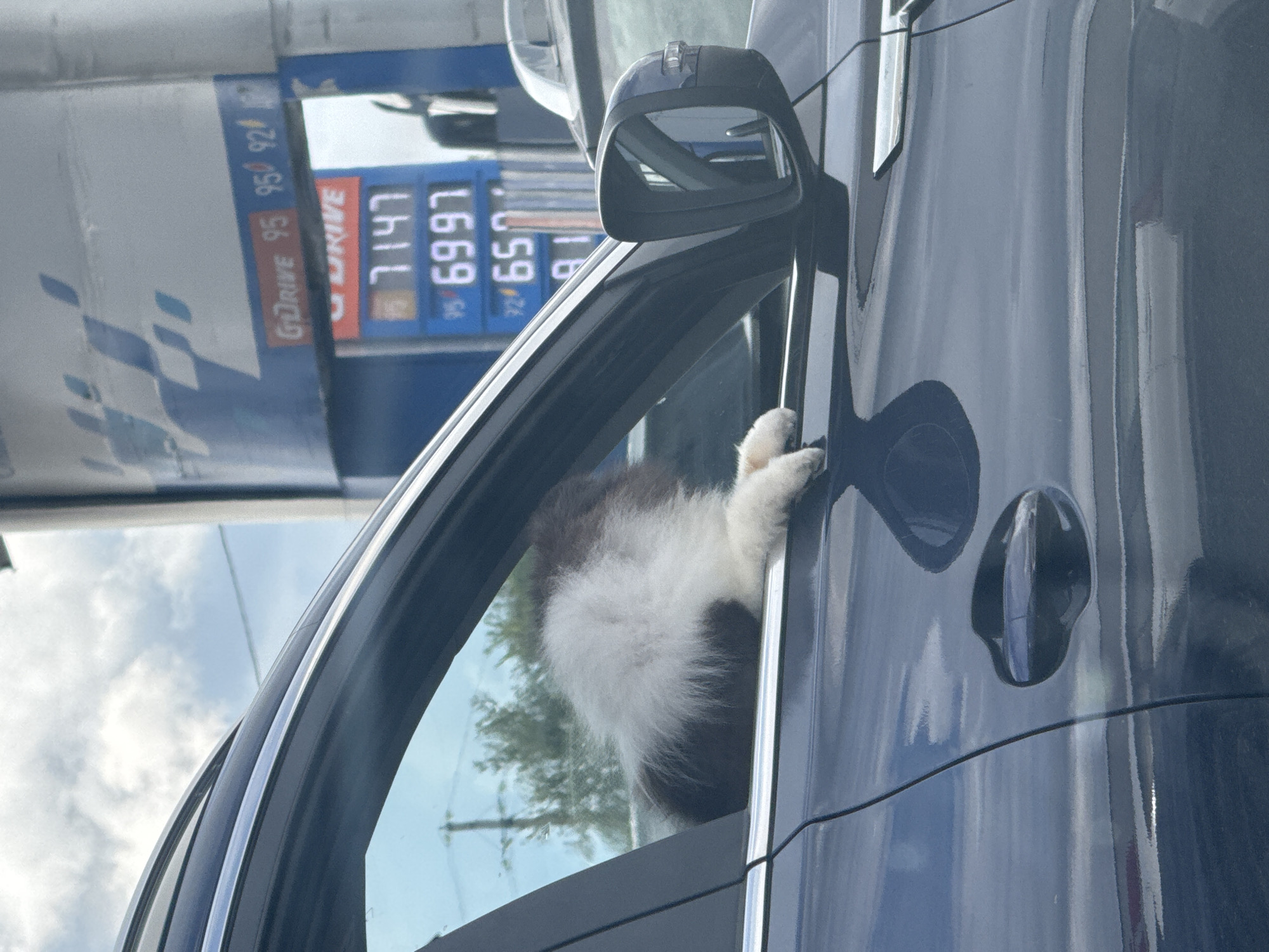 In Ust'-Syny, Russia, a fluffy dog with black and white fur leans out of a car window. The dog's paws rest on the window frame, and its body is mostly inside the vehicle. In the background, a gas station pump displays prices: "GoDRIVE 95 95 92", and below that, "7147", "6997", and "650". The scene is captured from a side view, focusing on the dog and the car's exterior.