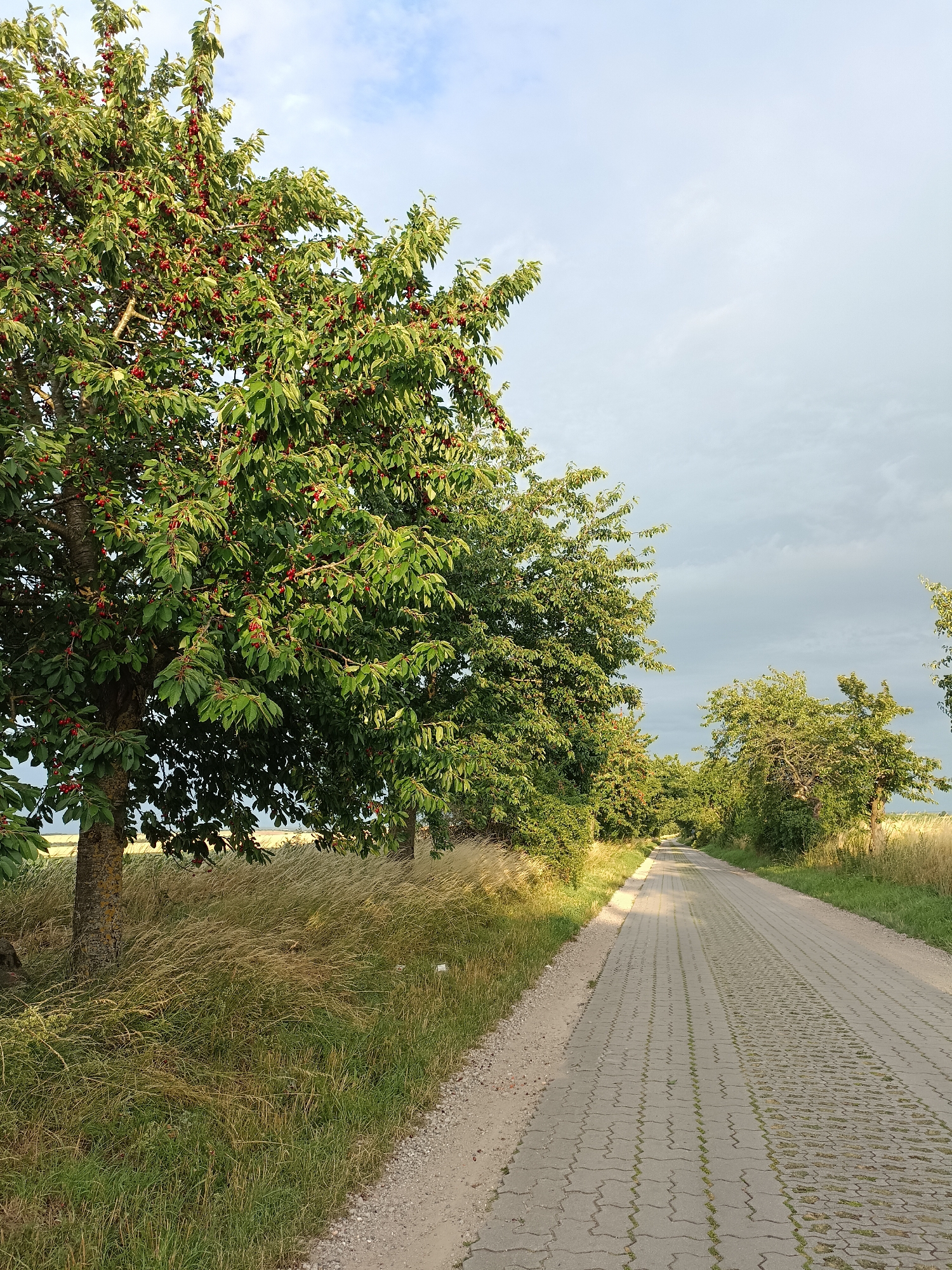 The image depicts a paved pathway lined with trees on both sides. The pathway appears to be a road or a scenic route, possibly a designated bike path or a quiet country lane. On the left side of the path, a cherry tree is prominently featured, laden with ripe red cherries. The tree's trunk is visible, and its branches extend over the path. Beyond the tree, a field of tall, dry grass can be seen. The right side of the path is also bordered by trees and vegetation, with a hint of a cultivated field or pasture in the distance. The sky is overcast with some patches of blue, suggesting either the aftermath of a storm or the approach of one. The lighting indicates it might be late afternoon or early evening. The overall scene evokes a sense of rural tranquility. While the exact location within Gartz (Oder), Germany, cannot be pinpointed from the image alone, the presence of such pathways and fruit-bearing trees is consistent with rural or semi-rural landscapes found in such regions. There are no people or animals visible in the image.