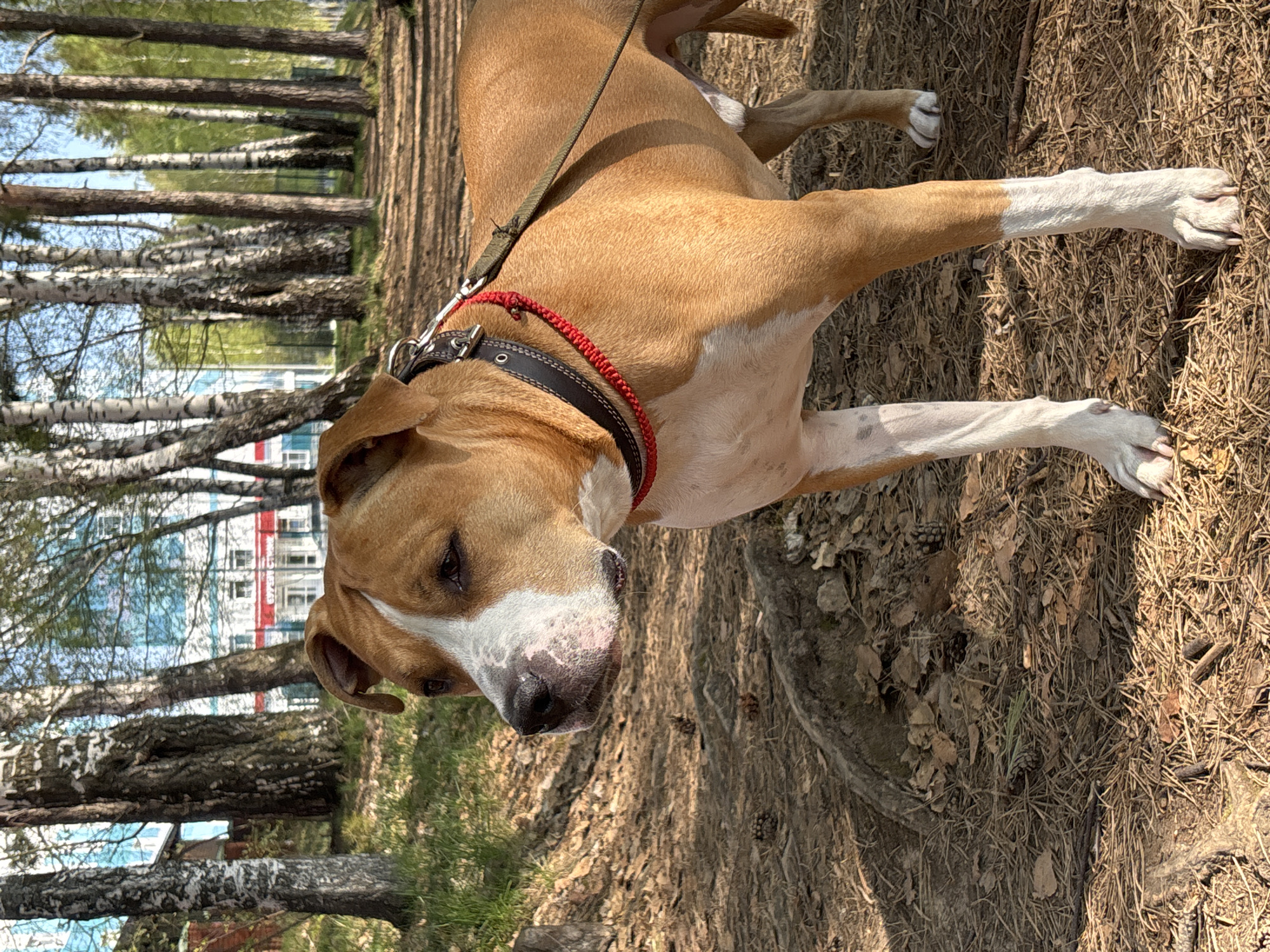 The image shows a dog lying on a ground covered with dry grass, needles, and leaves, potentially in a park. The dog has a tan coat with white markings on its face and legs, and is wearing a black collar with a red braided trim and a leash. In the background, there are trees, primarily birch trees, and a building with red accents. The location is near Chaikovsky, Russia based on the architecture of the building and trees that are in the background.