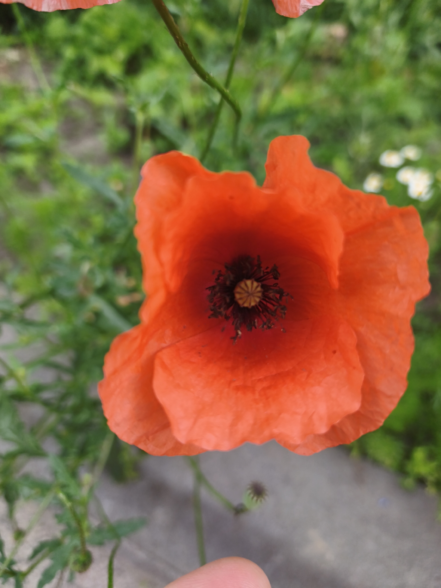 A close-up, eye-level, vertical shot captures an orange poppy flower in full bloom. The flower is centered in the frame, with its bright orange petals unfurling to reveal a dark, almost black center. The texture of the petals appears delicate and slightly crinkled. In the background, blurred green foliage and some small white flowers suggest a garden or natural outdoor setting. The overall lighting is natural, indicating daytime. No specific landmarks or buildings are visible that would place the image in Ternopil, Ukraine. The image is sharpest on the poppy, with the background softly out of focus. There is a faint suggestion of a finger in the bottom right corner, possibly holding the camera or flower.