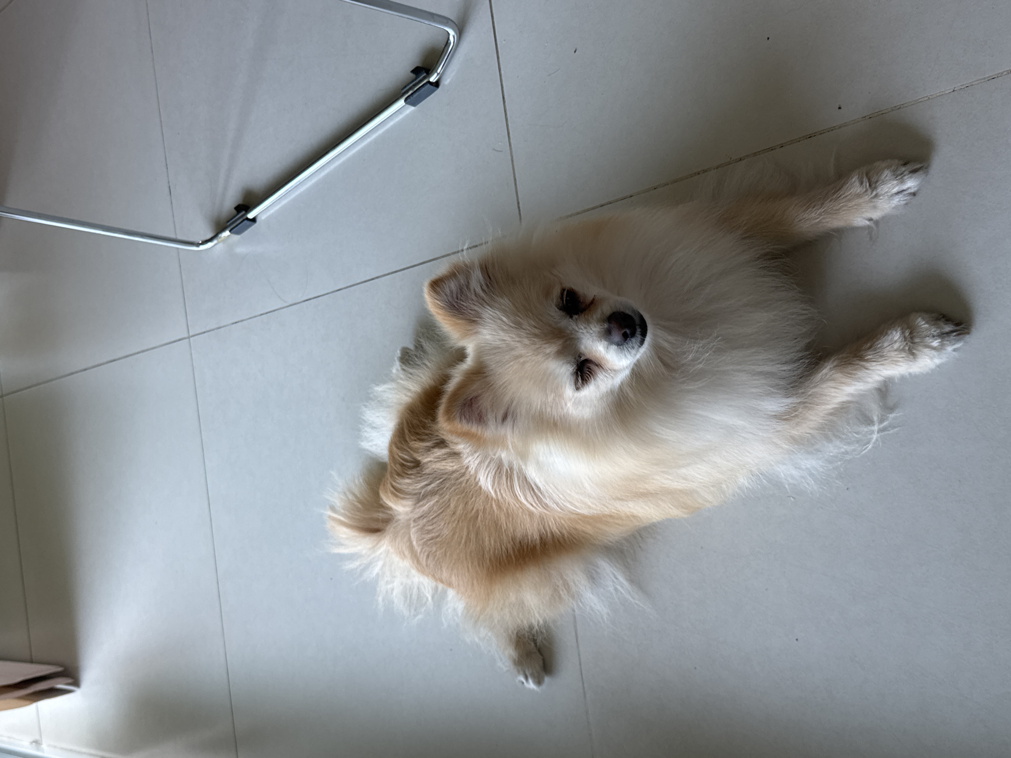A Pomeranian dog is lying on a light-grey tiled floor indoors. The dog is facing the camera with its head tilted upwards, and its body is stretched out on the floor. Part of a metal chair leg is visible in the upper left corner of the image. The photo was taken in an unknown location, but is suspected to be in San Bernardino Tlaxcalancingo, Mexico.