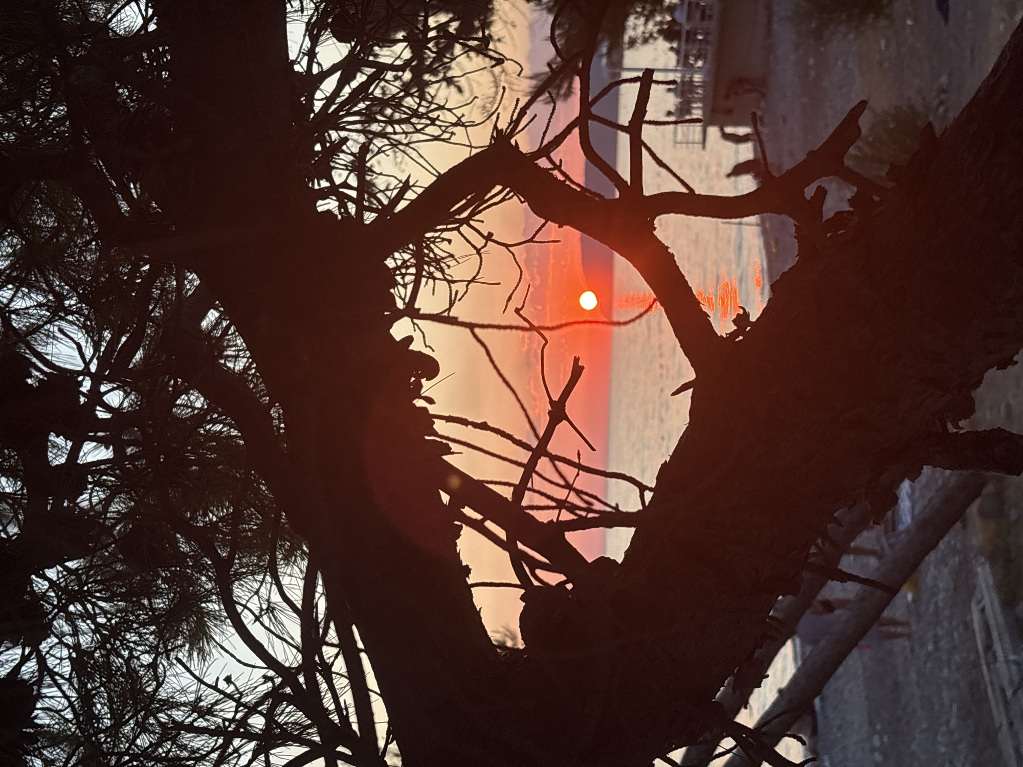 The image depicts a silhouette of a pine tree against a vibrant sunset over the Adriatic Sea, likely near the city of Bar, Montenegro. The sun, a bright orange orb, is partially visible near the horizon, casting a warm glow on the water and the sky. The foreground is dominated by the dark, intricate branches and needles of the pine tree, creating a natural frame for the seascape. In the background, a beach with a few scattered people and some structures, possibly a cafe or restaurant, are dimly visible. The overall atmosphere is serene and picturesque, capturing the beauty of a coastal sunset.
