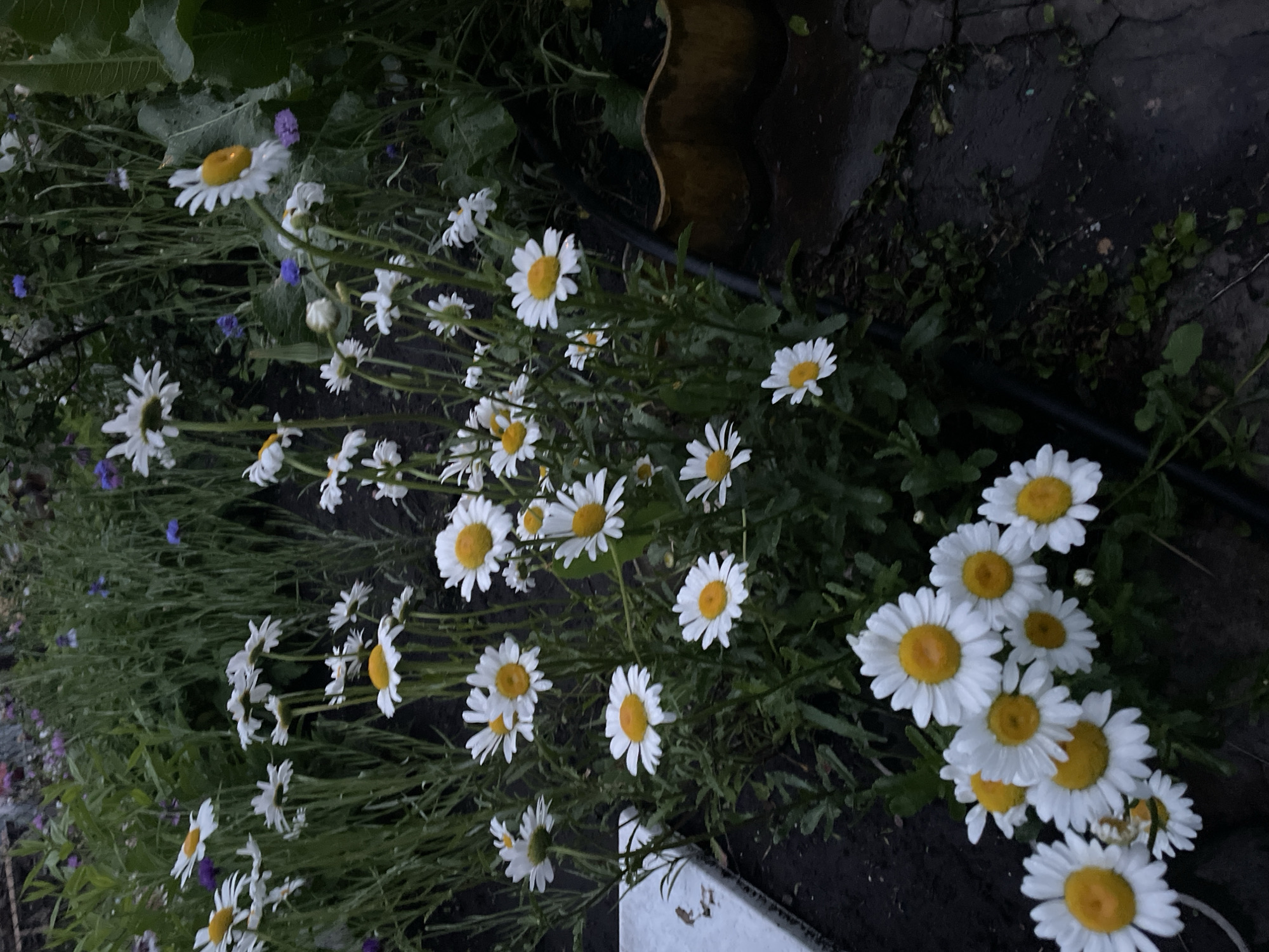 The image depicts a garden scene, purportedly in Vasilevka, Russia, characterized by numerous blooming white daisies with yellow centers. The lighting is dim, suggesting either dusk or an overcast day.
In the foreground and midground, clusters of daisies are prominent, exhibiting white petals and distinct yellow central disc florets. Many of the flowers are upright and fully open, while some appear slightly wilted or turned away, particularly in the upper right quadrant. The foliage surrounding the daisies is green and dense, with some taller, slender green plants in the background. Scattered throughout the background are small purple and blue flowers, providing minor color accents.
The ground consists of dark, moist soil. A black flexible pipe, consistent with an irrigation line, runs horizontally across the lower right portion of the image. Partially visible on the far right is a ribbed, yellowish-brown plastic planter or pot. On the lower left, a flat, rectangular white object, possibly a piece of stone, tile, or a container lid, is partially embedded in the soil. No people or animals are visible in the scene.