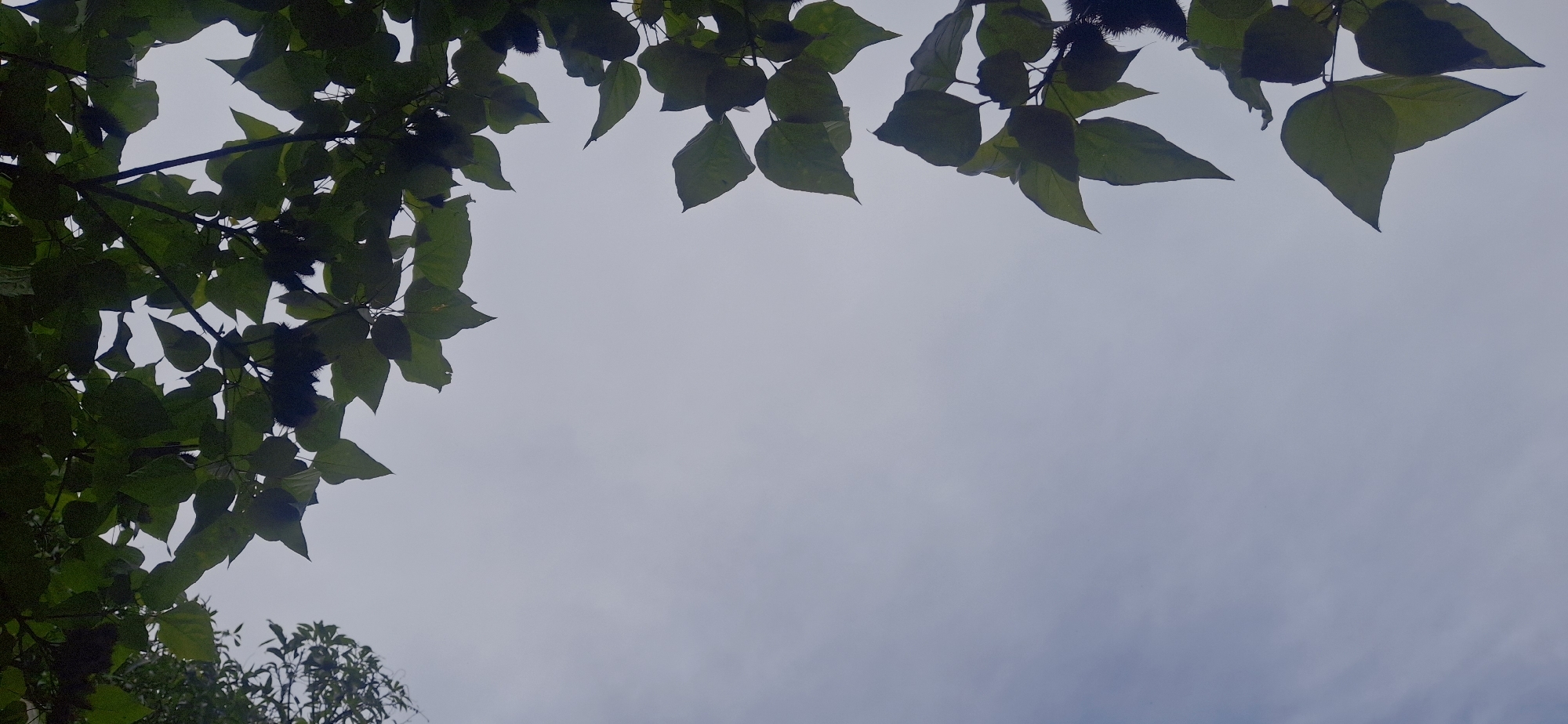 The image displays an upward perspective of an overcast sky framed by tree foliage in Vallecito, Venezuela. Dark green leaves and branches are visible across the top and right segments of the frame, with an additional cluster of foliage present on the upper left. Within the denser foliage, multiple dark, spiky, spherical objects, consistent with fruits or seed pods, are observable. The sky occupies the majority of the central and lower portions of the image, appearing as a uniform light grey-blue with subtle, diffuse cloud patterns. The scene is illuminated by diffuse daylight, casting the foliage in partial silhouette. No human subjects, animals, or artificial structures are discernible, nor are any specific actions or interactions depicted.