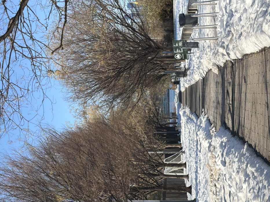 The image displays an outdoor winter scene, featuring a paved pathway bordered by snow and bare-branched trees under a clear blue sky.
In the foreground, a dark-colored paved path, possibly made of asphalt or pavers, extends from the bottom-left corner of the frame into the upper-right distance. The path is clear of snow and exhibits strong shadows cast by the adjacent trees, suggesting bright sunlight. On both sides of the path, significant accumulations of white snow are piled up. The snow on the right side appears higher and more irregular, indicating texture from melting and refreezing or plowing activity.
Along the right side of the pathway, a row of deciduous trees, stripped of their leaves, stands between the snow and a body of water visible further back. These trees have dark, intricate branches. Interspersed among the trees and snow are several dark park benches with metal frames or armrests. Immediately behind some of these benches, tall, slender poles support rectangular green signs with white pictograms. One clearly visible sign features (from top to bottom): a walking person icon, a bicycle icon, a circular icon with a right-pointing arrow, and a circular icon depicting a dog with a diagonal line through it, indicating a restriction concerning dogs. Further down the path, more similar signs and benches are discernible. Beyond the trees and benches on the right, a shimmering body of water, likely a river or bay, is visible, with faint structures or land visible on the distant horizon.
On the left side of the pathway, another row of similarly bare, deciduous trees lines the path. These trees appear slightly larger and closer to the viewer, with their branches prominently silhouetted against the bright sky.
The sky is a vivid, cloudless blue, dominating the upper portion of the image, especially on the left. The overall impression is that of a sunny, cold winter day in a park or waterfront area.