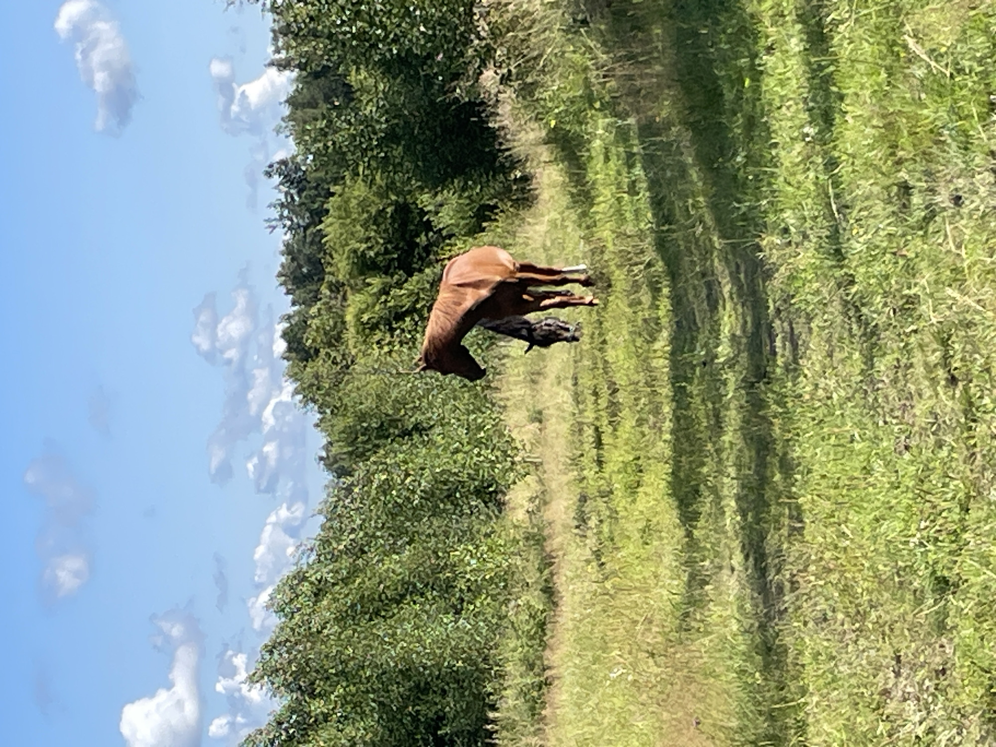 Two horses are in a grassy field. The larger horse, to the right, is brown and standing. The smaller horse, to the left and slightly behind the brown horse, is dark in color and appears to be grazing. The field is covered in green grass and vegetation. Behind the field, there is a dense line of green trees. The sky above is blue with scattered white clouds. The image was taken outdoors on a sunny day. The location is the village of Ozernoye-1, Russia.