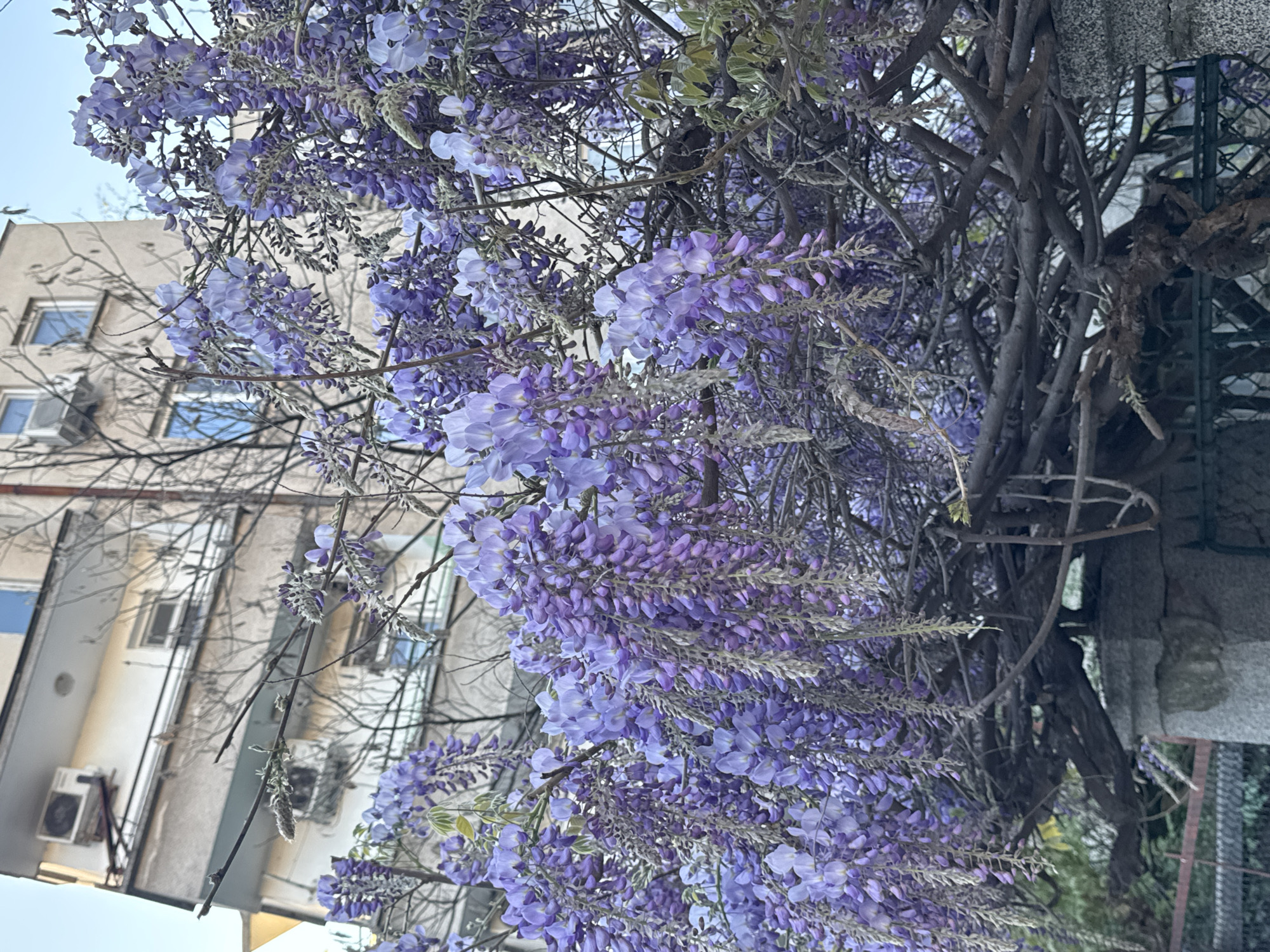 The image shows a close-up view of flowering wisteria vines with a building in the background. The wisteria is in full bloom, with clusters of purple flowers hanging down. The branches of the vine are intertwined and create a dense canopy. A concrete building with windows and air conditioning units is partially visible behind the wisteria. The photo appears to have been taken in an urban environment, likely in Plovdiv, Bulgaria, judging by the architectural style of the building. The sky is visible in the upper left corner and is light blue.