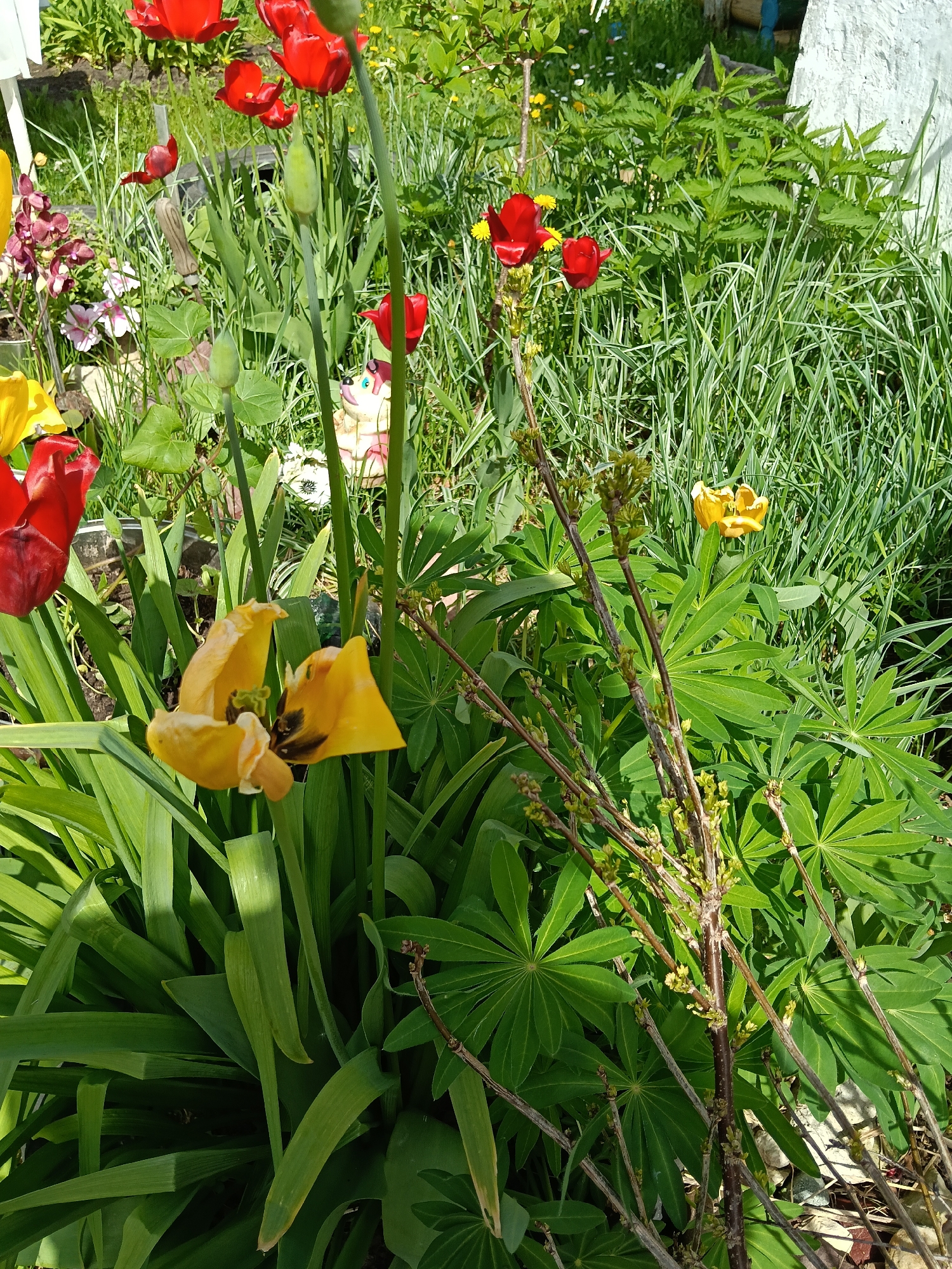 The image shows a garden in Красный Маяк, Russia, containing red and yellow tulips in bloom, along with green foliage and grass. A small ornamental figure is visible amongst the flowers. A tree branch with small buds is also present. The garden is adjacent to a white wall or structure. The scene appears to be in daylight.
