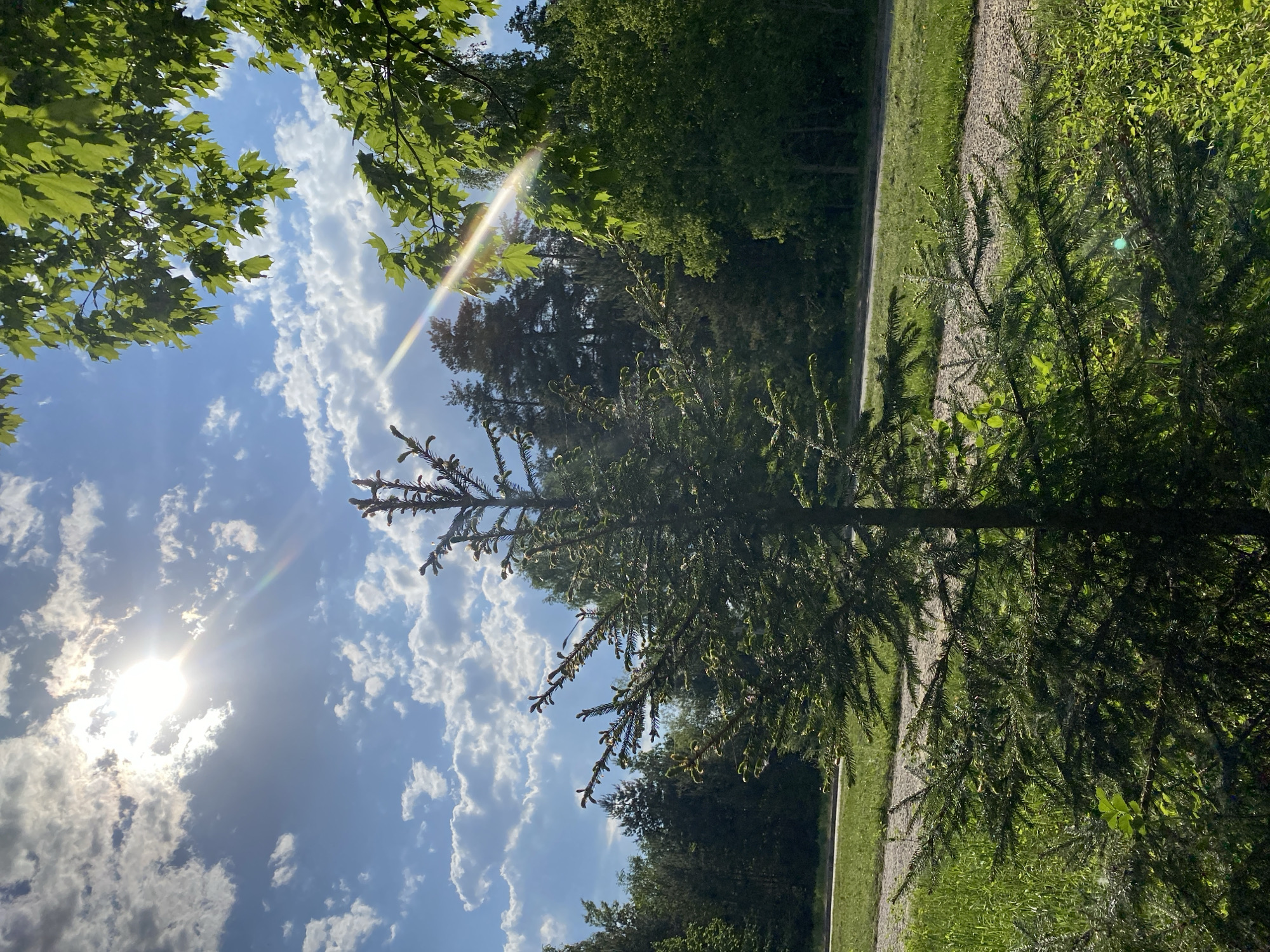 The image depicts a partially obscured view of a park setting in Unknown, Unknown, under a partly cloudy sky. The sun is visible through the clouds, creating a bright glare. A young pine tree is the dominant foreground subject. To the right of the tree is a narrow, gravel pathway flanked by green grass. A dense line of trees forms the background. The leaves of a different type of tree are visible in the upper left of the frame. The image appears to have been taken from a low angle, looking upward.