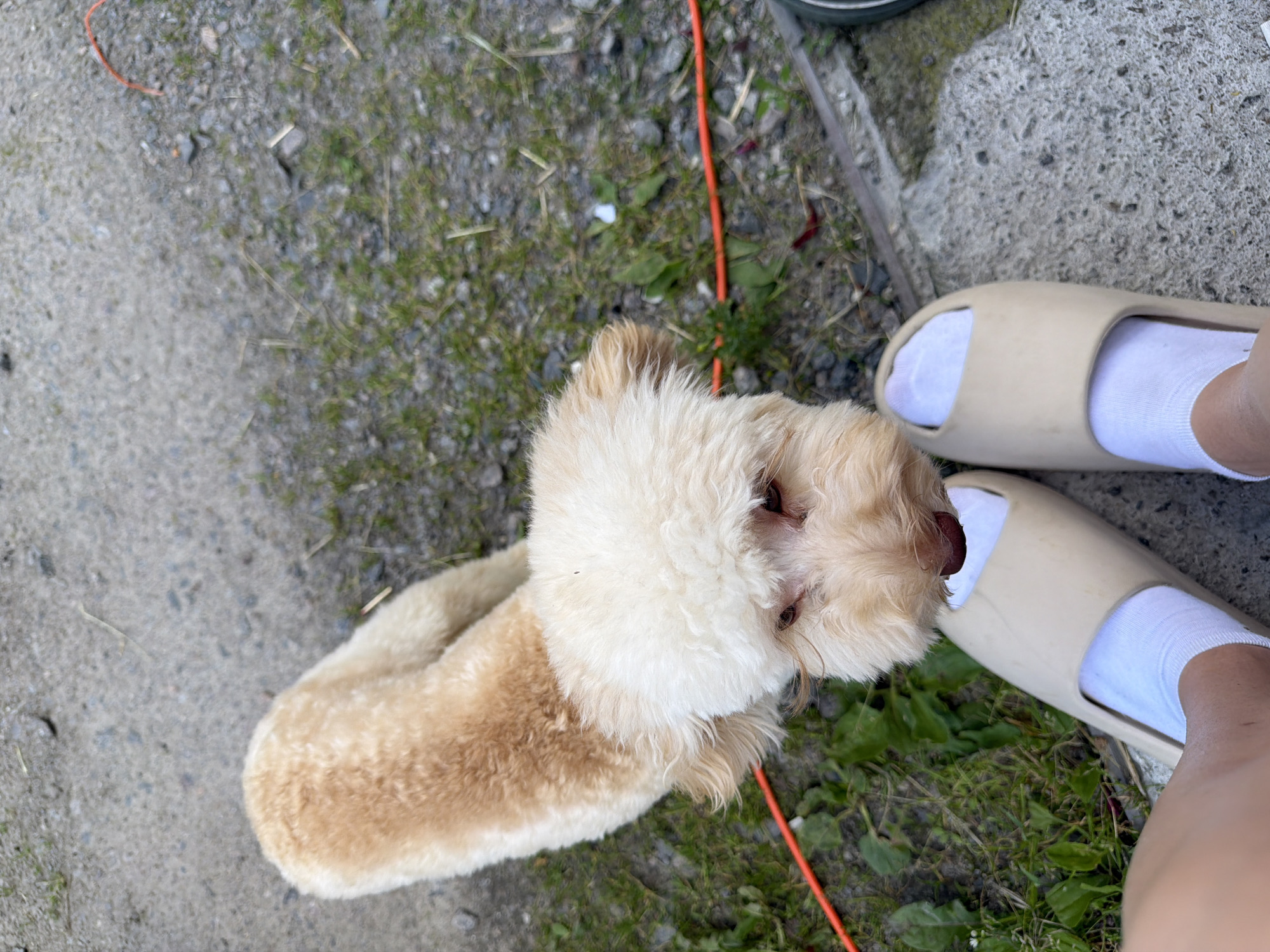 The image shows a light-colored dog with shaggy fur lying on the ground outdoors. The dog's fur is lighter around its face and neck, transitioning to a darker tan color on its body. Its eyes are visible, looking slightly upwards, and its nose is a dark brown.
The setting appears to be an outdoor area with a mix of dirt, gravel, and patches of green grass and weeds. A thin, bright orange cord runs across the ground, near the dog.
In the foreground, two feet wearing white socks and beige slides are visible. One foot is resting inside a slide, and the other is partially visible. The ground beneath the feet is a concrete-like surface, appearing textured and grey.
The perspective is from above, looking down at the dog and the feet. The lighting suggests it is daytime, with natural light illuminating the scene. There are no visible text elements in the image. The overall impression is a casual, everyday moment captured outdoors.