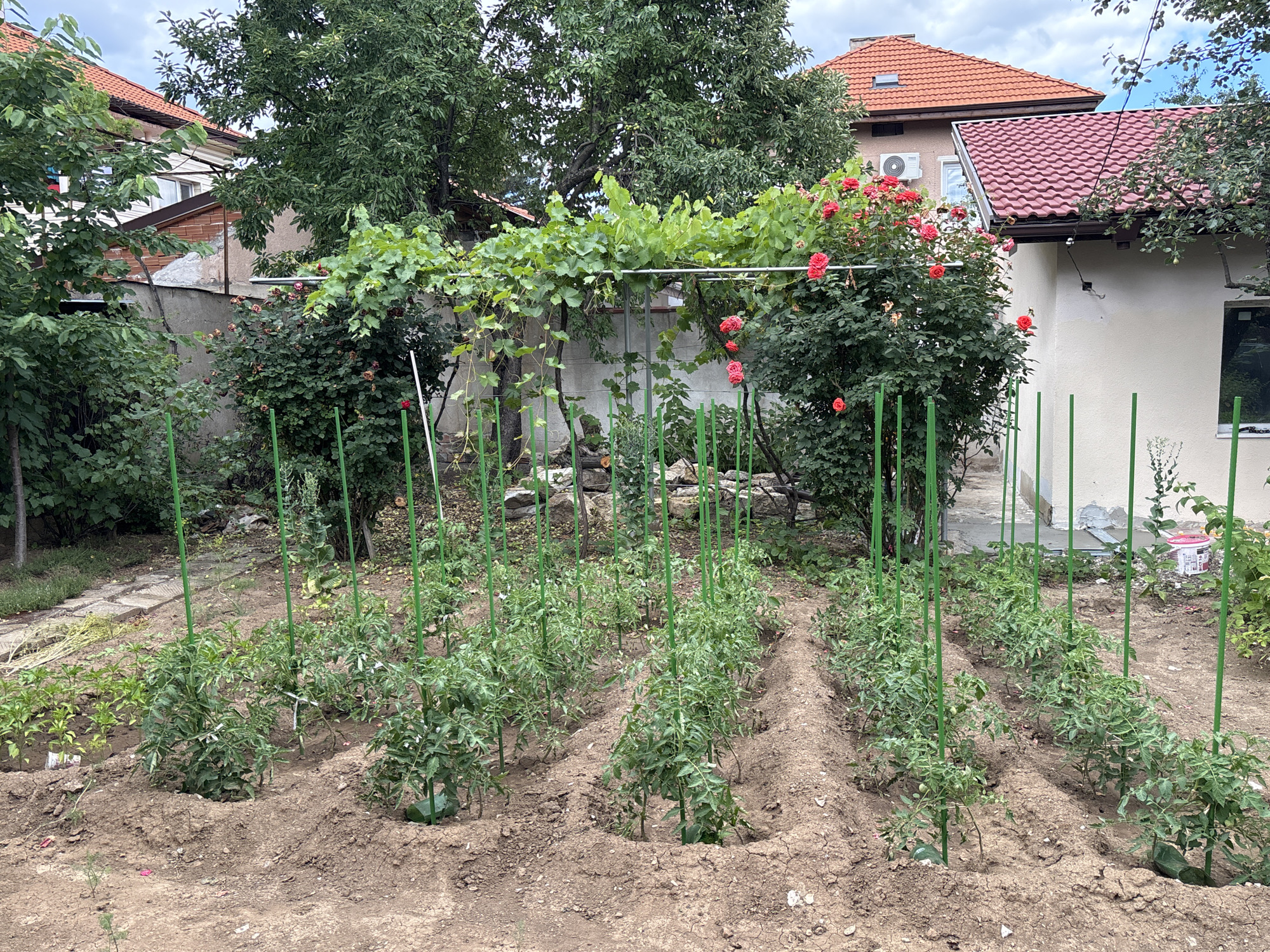 The image depicts a garden scene in the city of Montana, Bulgaria. In the foreground, rows of young tomato plants are staked with green poles, planted in tilled soil. Behind the tomato plants, a trellised vine with green leaves and red roses is visible, supported by a metal frame. Further in the background, residential buildings with red tiled roofs are present, along with lush green trees and bushes. The sky is partly cloudy. The scene appears to be a domestic backyard, likely in a residential area of Montana. There are no people visible in the image.
