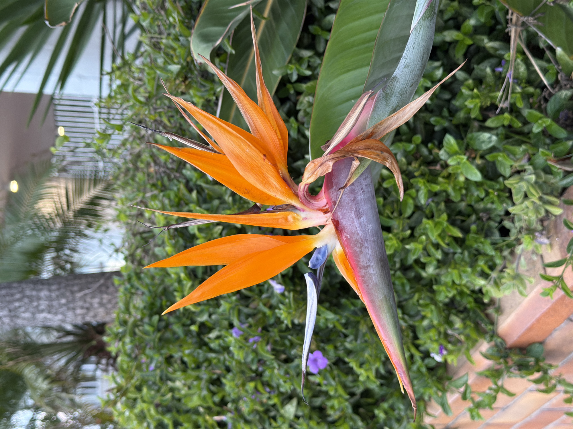 The image shows a bird-of-paradise flower in bloom. The flower has vibrant orange petals and a blue tongue-like structure. It is positioned against a backdrop of lush green foliage and a glimpse of a building with white blinds and a palm tree in the background. The vegetation appears to be thriving. The image is rotated 90 degrees to the left. The location, Cape Town, South Africa is not definitively ascertainable from the content of the photograph.