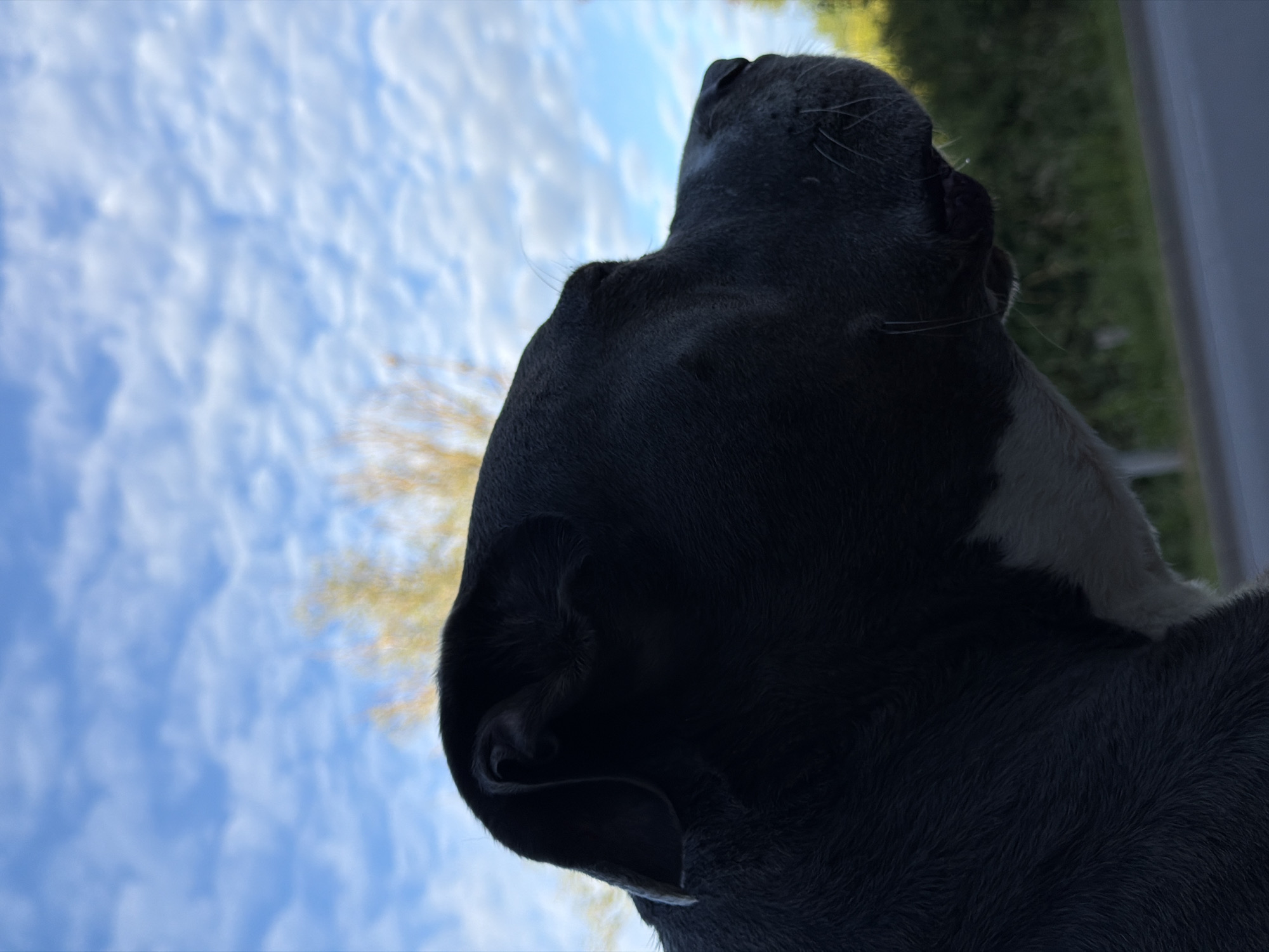 The image shows a close-up, low-angle shot of a dark-colored dog looking upwards. The dog's head and neck fill the right side of the frame, silhouetted against a bright blue sky with fluffy white clouds. The dog's ears are visible, and its muzzle is pointed towards the sky, suggesting it is watching something above or sniffing the air. A patch of lighter fur is visible on the dog's chest or neck.
To the left of the dog, the sky is prominent, with streaks of cirrus clouds against a vibrant blue. Some blurry, light-colored foliage, possibly trees, is visible in the background, hinting at an outdoor setting. The overall lighting suggests it is daytime, likely mid-morning or afternoon given the brightness of the sky.
The image was taken in Esch-sur-Alzette, Luxembourg. There is no visible text in the image. The scene evokes a sense of curiosity or anticipation from the dog, as it gazes upwards. The composition emphasizes the sky and the dog's upward gaze, creating a simple yet engaging portrait of the animal.
