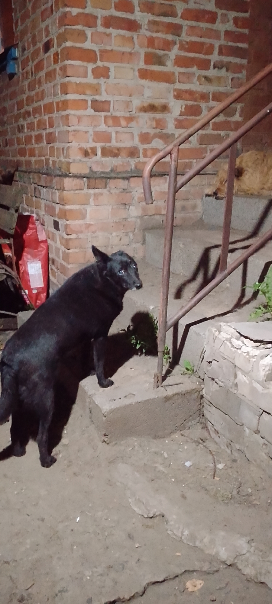 A black dog is standing on a concrete step next to a brick building. The dog is facing to the right and looking slightly upwards. There is a metal railing to the right of the dog, and stairs behind it. A large red bag is leaning against the building to the left of the dog. The ground is dirt and concrete. The image appears to be taken at night or in low light conditions.
