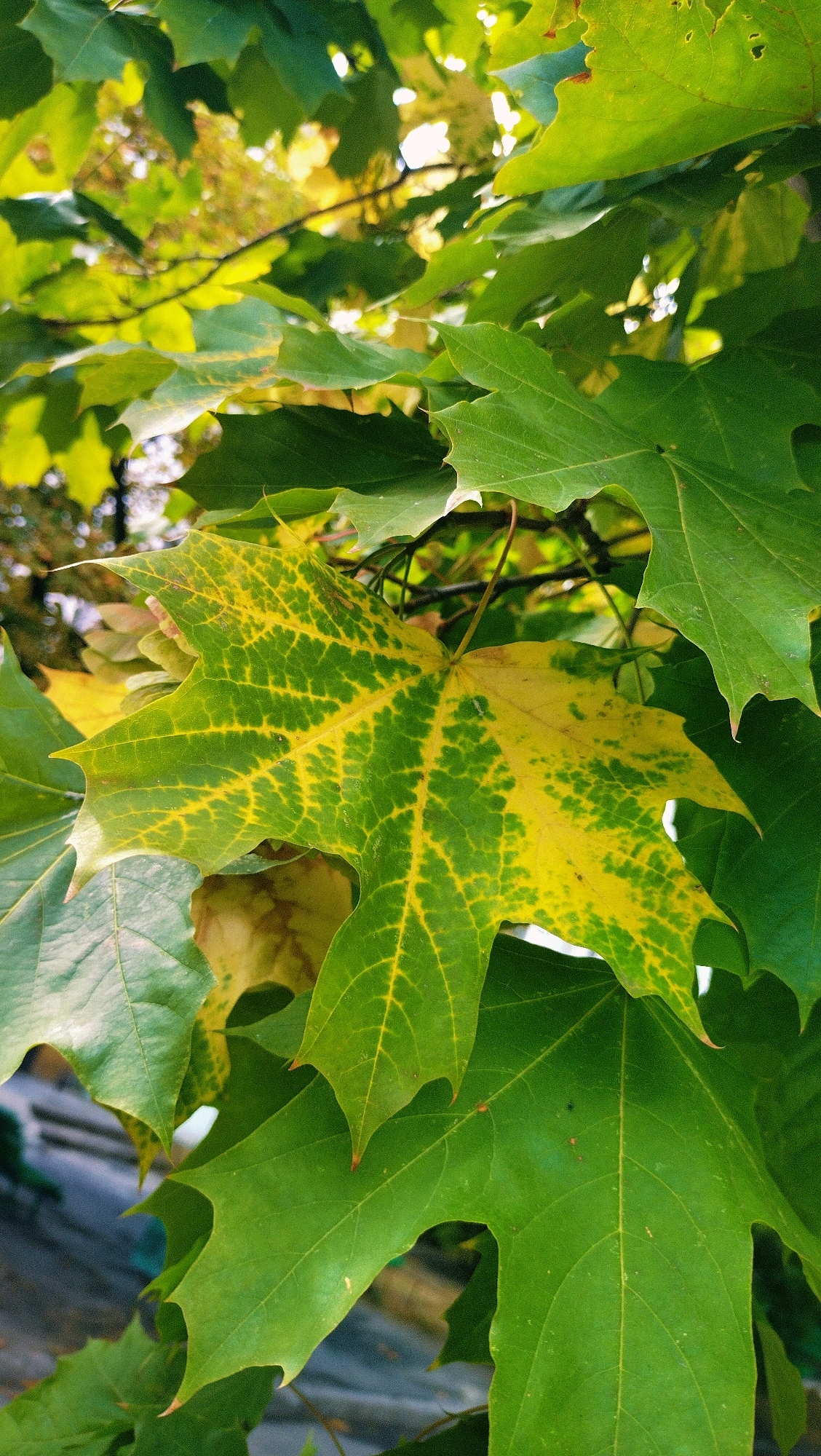 A close-up, vertical shot focuses on the leaves of a tree, likely a maple, in Horishni Plavni, Ukraine. The leaves are a mixture of green and yellow, with some showing signs of autumn color change. One prominent leaf in the center is a vibrant yellow with green veins, creating a striking mosaic pattern. Other leaves are predominantly green, some with lighter green or yellowish tinges. The leaves are dense, obscuring much of the background, though glimpses of branches and possibly other foliage can be seen. The lighting suggests it is daytime, with sunlight filtering through the leaves, creating highlights and shadows. The overall impression is one of natural beauty and the transition of seasons, captured in an urban setting.