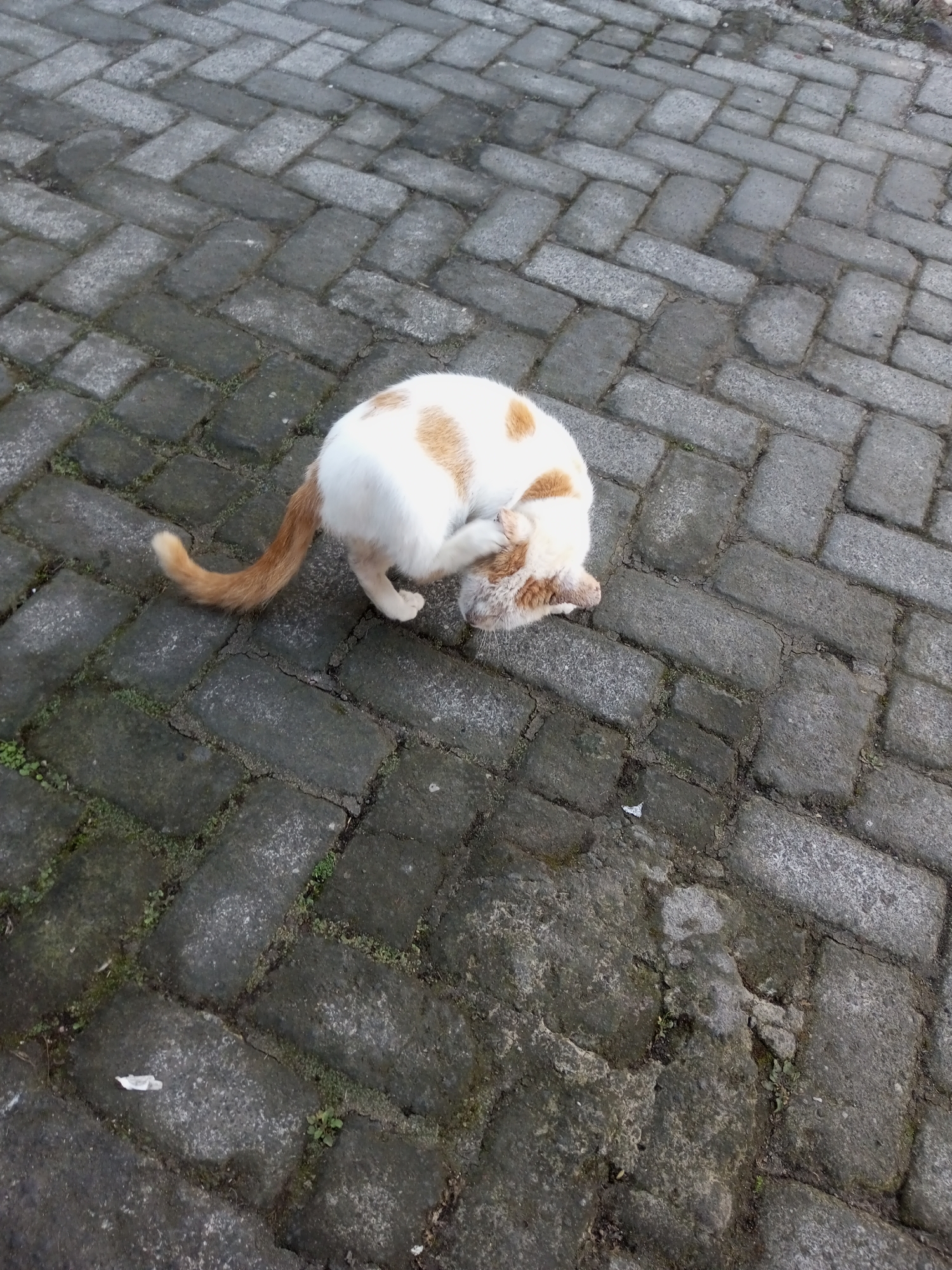 A white and orange cat is grooming itself on a paved walkway in Andongsili, Indonesia. The walkway is constructed of dark gray rectangular pavers arranged in a herringbone pattern. Small green plants are growing in the cracks between the pavers. The cat is curled up with its head tucked under its body, and one paw is raised to its face, likely scratching an itch. The cat's tail is a prominent orange color and curves upwards and to the left. The lighting suggests it is daytime, with a slightly overcast sky.