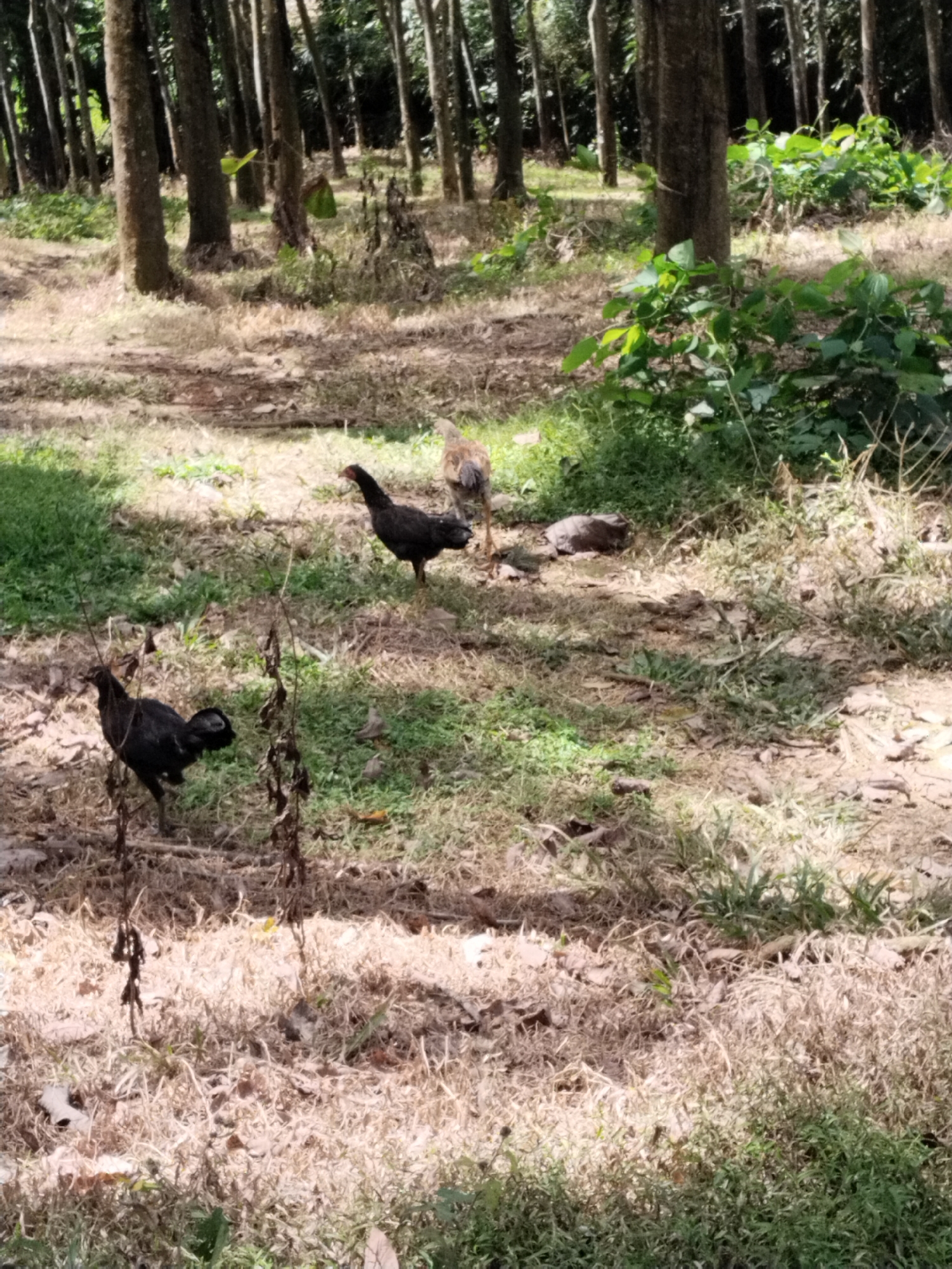 The image shows a wooded area with three chickens. Two are black, and one is brown. The ground is covered with grass, leaves, and dirt. There are many trees in the background. The location is unknown.