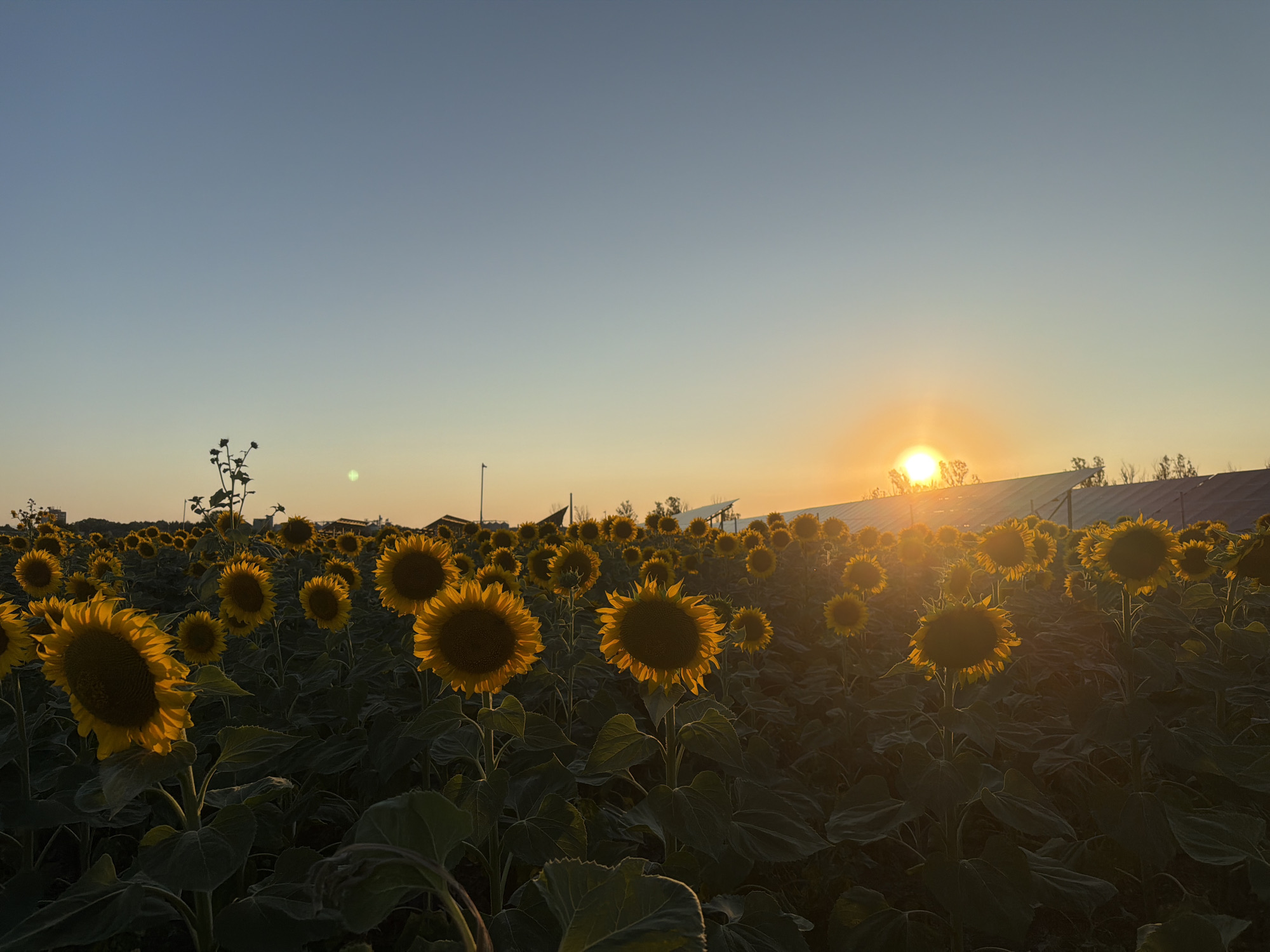 A wide-angle shot depicts a vast field of sunflowers under a clear sky at sunset. The sun, positioned on the right side of the frame, casts a warm glow over the scene, illuminating the sunflowers and creating lens flare. The sunflowers, in various stages of bloom, are densely packed, with their heads facing the light. The foreground is dominated by large, dark green leaves, which transition into the sunflowers' stalks and petals. In the background, a row of solar panels is visible, followed by distant buildings and trees. The overall impression is one of natural beauty combined with a touch of human intervention in the form of the solar farm.