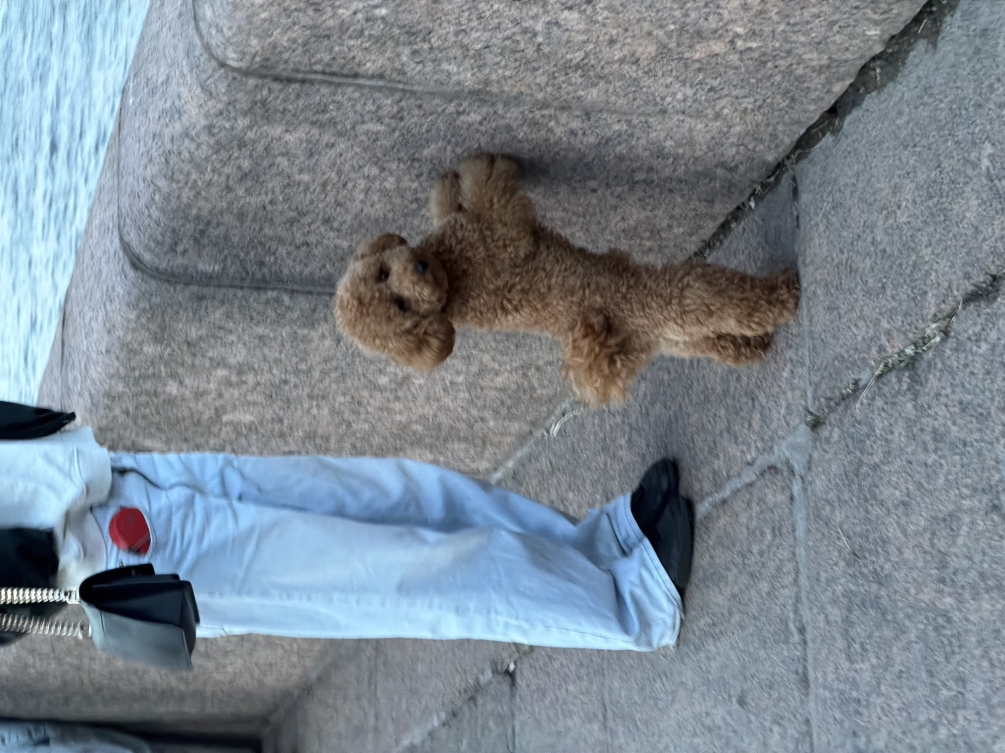 The image shows a brown poodle standing on a granite embankment next to a person. The person is wearing light blue jeans, a white jacket with a red button, and black shoes. They are also carrying a black handbag. The poodle is positioned in the foreground, with its body facing to the right. The background consists of the granite embankment, which appears to be weathered and cracked in places, and a body of water to the left. The lighting suggests it might be daytime, possibly late afternoon or early evening, with soft shadows. The overall mood is peaceful, with the dog appearing calm and the person seemingly relaxed. There is no visible text in the image. The location is identified as Saint Petersburg, Russia, which could explain the presence of a granite embankment and potentially a canal or river.