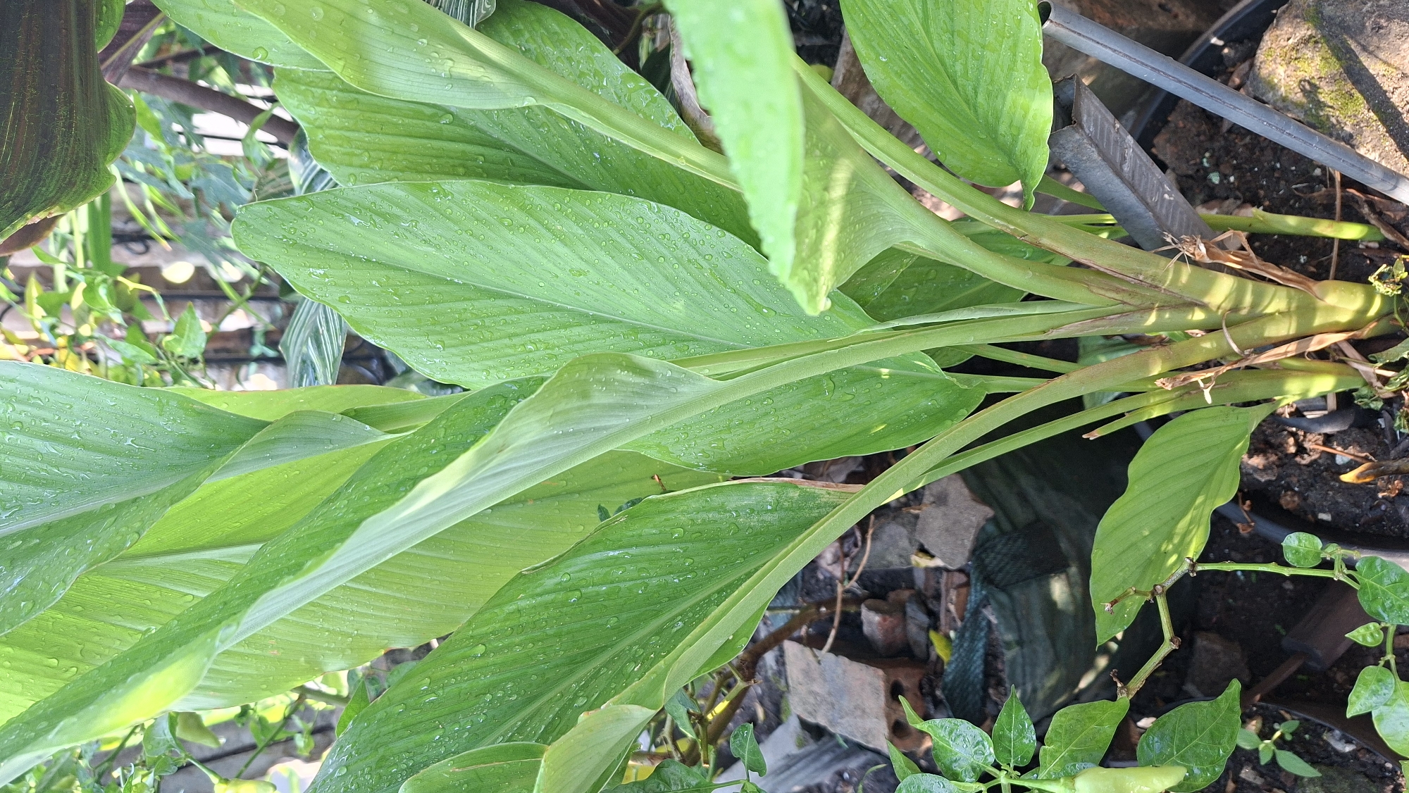 A close-up, eye-level, outdoor shot features a vibrant green turmeric plant with large, elongated leaves covered in water droplets, likely from recent rain or watering. The plant's thick, green stems are visible at the base, with some reddish-brown sheathing and dried leaf remnants. The plant is situated in dark soil within a black pot. In the background, out of focus, are other plants, including a small chili plant with a light green chili pepper on the left, and some bricks and a green mesh bag. The lighting suggests it is daytime, with sunlight filtering through the leaves, creating dappled shadows. The scene appears to be in a garden or outdoor potted plant arrangement, possibly in a residential area. Based on the presence of common tropical plants and typical Indonesian gardening practices, this image is likely from Palembang, Indonesia.