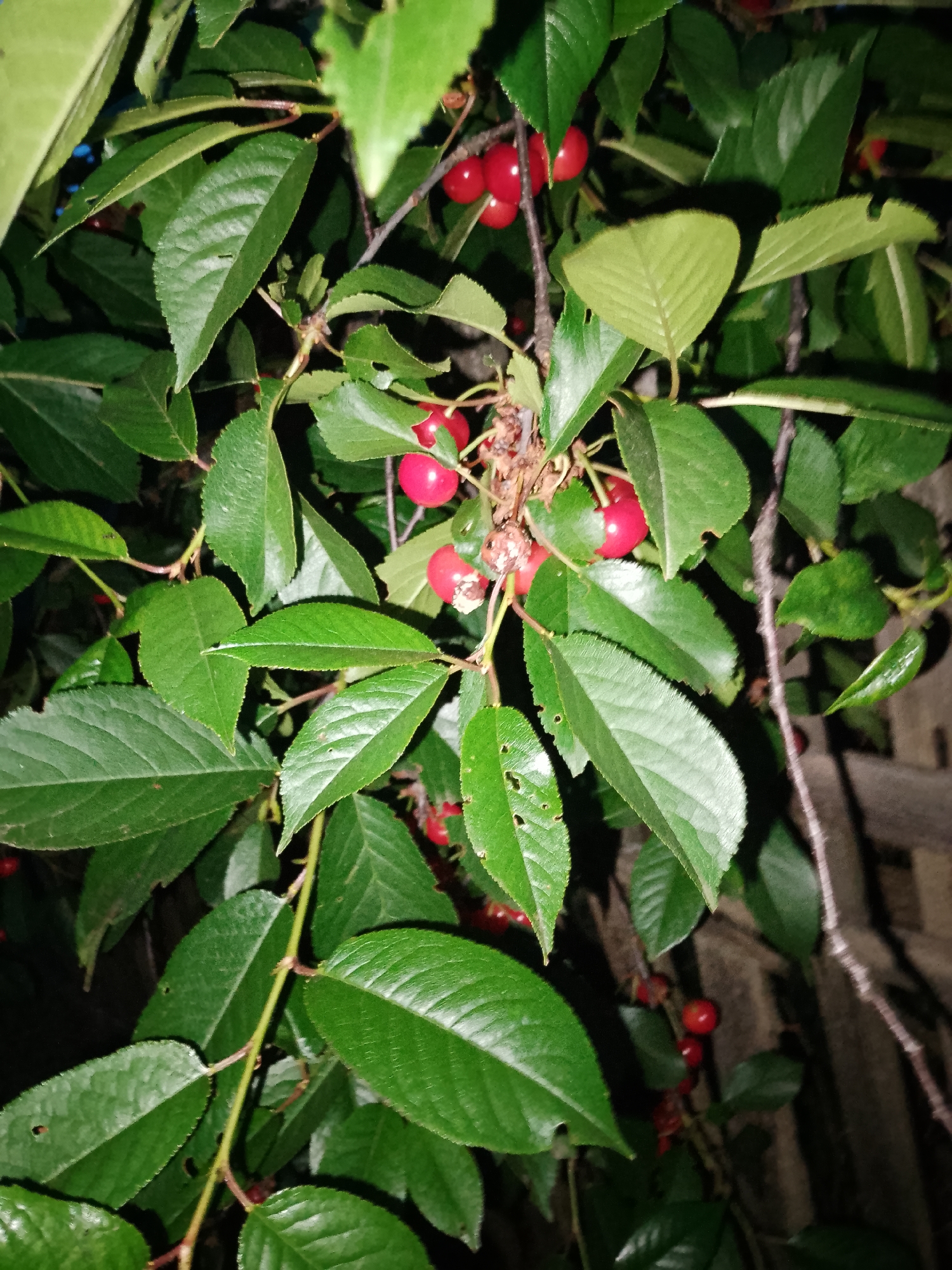 A close-up, low-angle shot captures a cluster of bright red cherries on a branch surrounded by lush green leaves. The cherries are round and appear plump, with some showing a slight sheen. They are attached to thin, reddish stems, some of which are partially obscured by the foliage. The leaves are a vibrant green, with some veins visible and a slightly serrated edge. The background is dark and out of focus, suggesting a low-light or nighttime setting. A wooden fence can be seen in the far right background, indicating an outdoor environment. No people or animals are present in the image. The scene is purely focused on the fruit and foliage of the cherry tree.