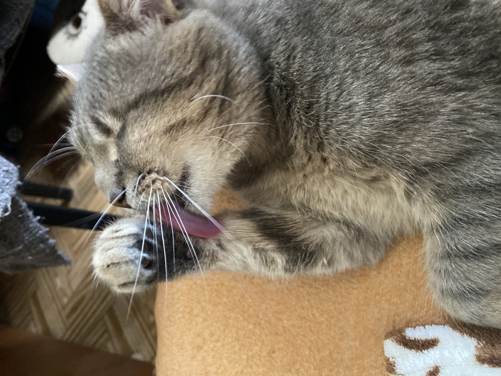 A close-up shot shows a tabby cat grooming its paw. The cat's pink tongue is extended, licking its paw, which is held up to its face. The cat's fur is a mix of gray and black stripes. It is lying on an orange surface, possibly a blanket or cushion. In the background, a wooden floor and a dark object, possibly a piece of furniture, are visible. The overall scene appears to be indoors, in an unknown location.
