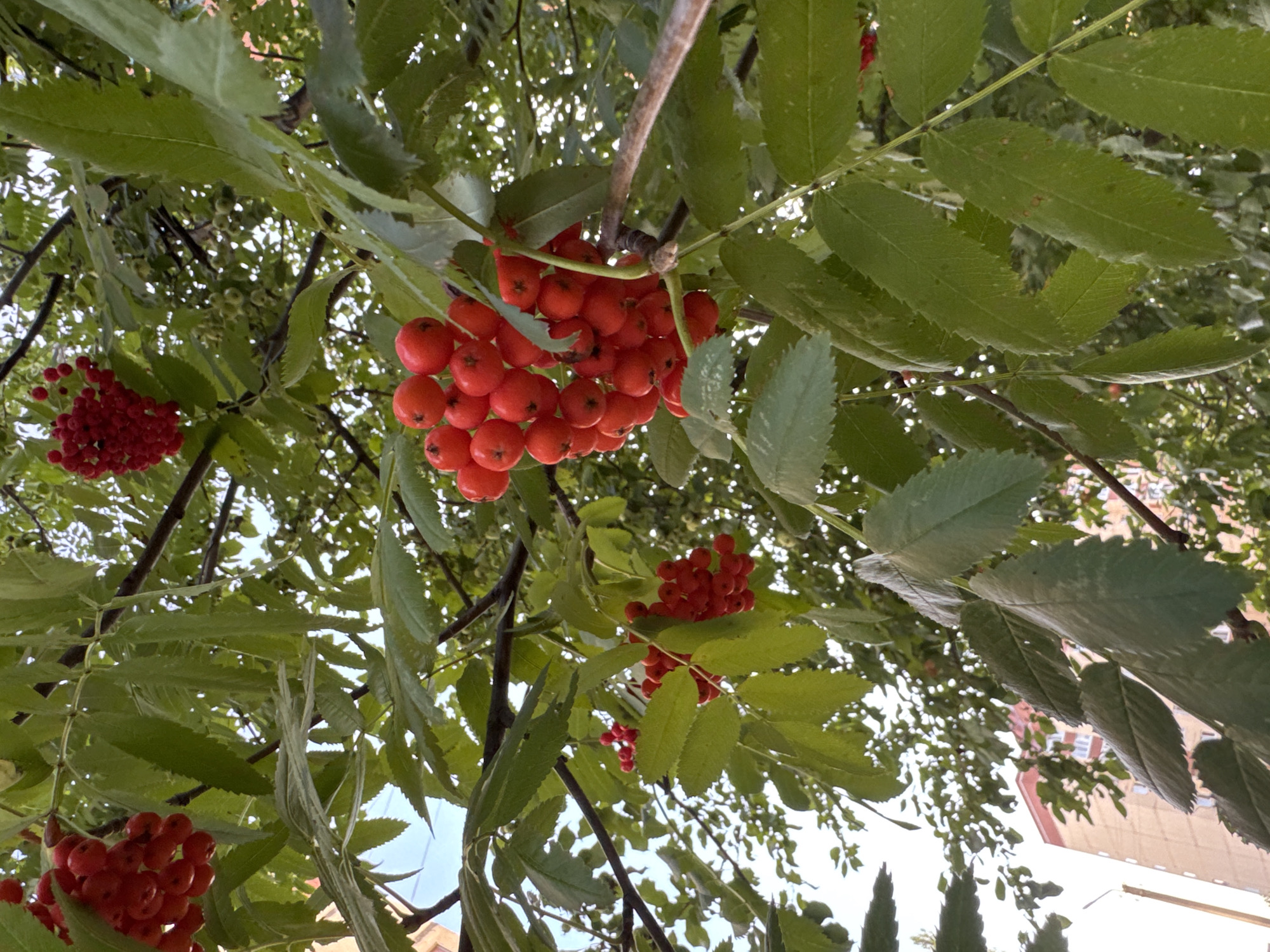 The image shows clusters of red berries on a tree branch, set against a background of green leaves and a building. The berries are small and round, and appear to be ripe. The leaves are a dark green color, and are serrated along the edges. The building is a light brown color, and has several windows. The sky is visible in the background, and appears to be overcast. The scene is likely from the city of Ufa, Russia, as indicated by the presence of a building that appears to be a typical Soviet-era apartment block. The image is well-lit, and the colors are vibrant. There are no people or animals visible in the image. The image appears to have been taken during the daytime.