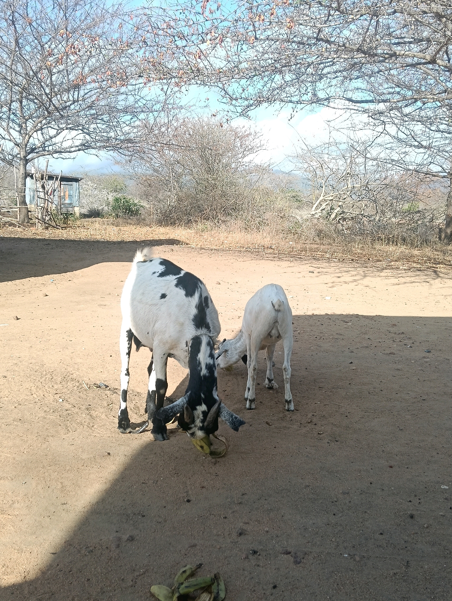 Two goats are standing on a dusty ground in an outdoor, semi-arid environment. The larger goat in the foreground is black and white and is bending down to eat something green, possibly a plant or fruit. It has horns and appears to be tethered by a rope around its neck, which is visible near its front left leg. Behind it, a smaller, white goat is facing away from the camera, also appearing to be eating. The background shows dry vegetation, scattered trees with bare branches, and a small, dilapidated wooden structure with a corrugated metal roof and a door. The ground is mostly dirt with some scattered debris. Sunlight casts a shadow to the left of the frame. The scene suggests a rural or semi-rural setting in Mutitu/Kaliku Ward, Kenya.
