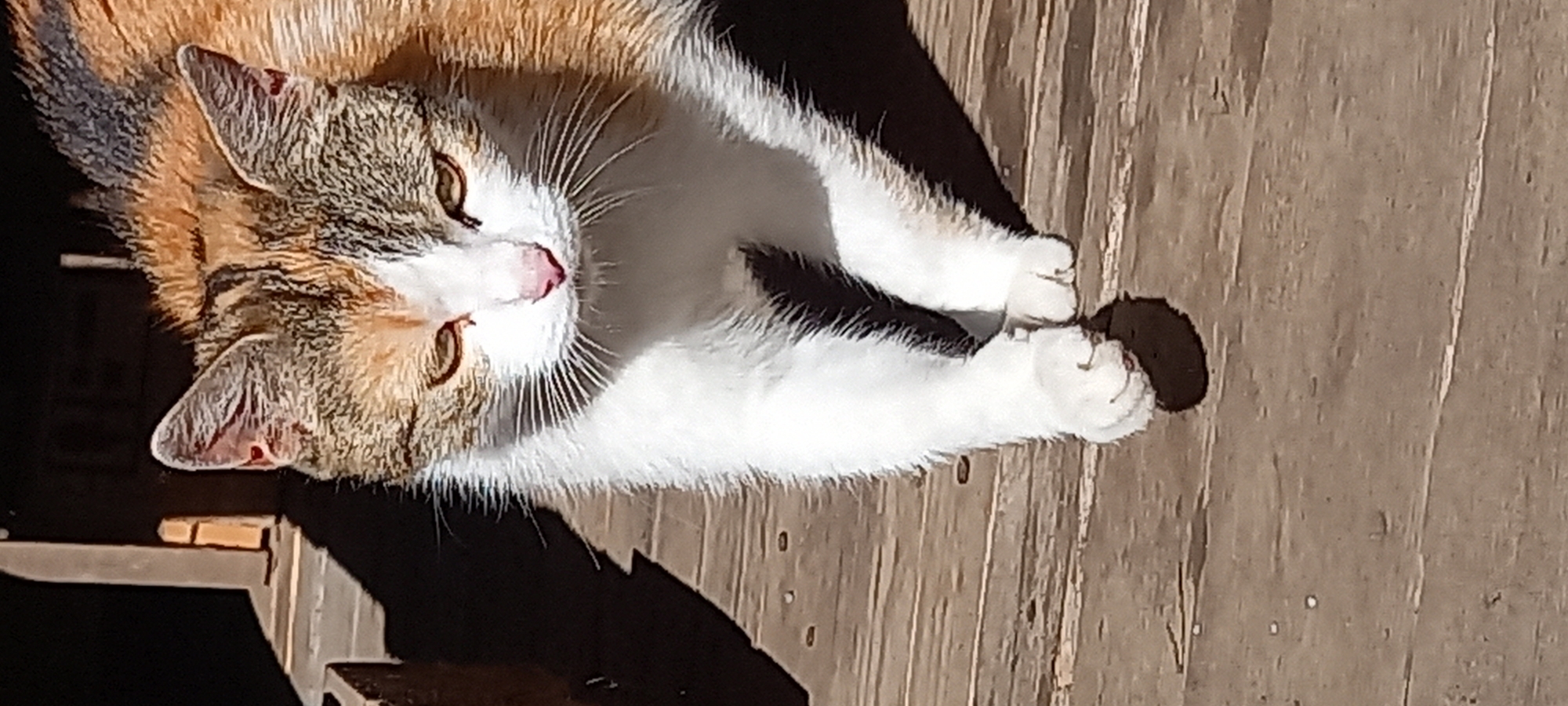 A cat is lying on a wooden surface, possibly a deck or porch. The cat has calico coloring, with patches of orange, white, and grey/black fur. The cat's nose is pink and its eyes are light-colored. The cat appears to be relaxed. Shadows are cast on the wooden surface, indicating a light source, potentially the sun. There are no visible people in the image. There is no indication that this image was taken in the city of Kryvyi Rih, Ukraine.