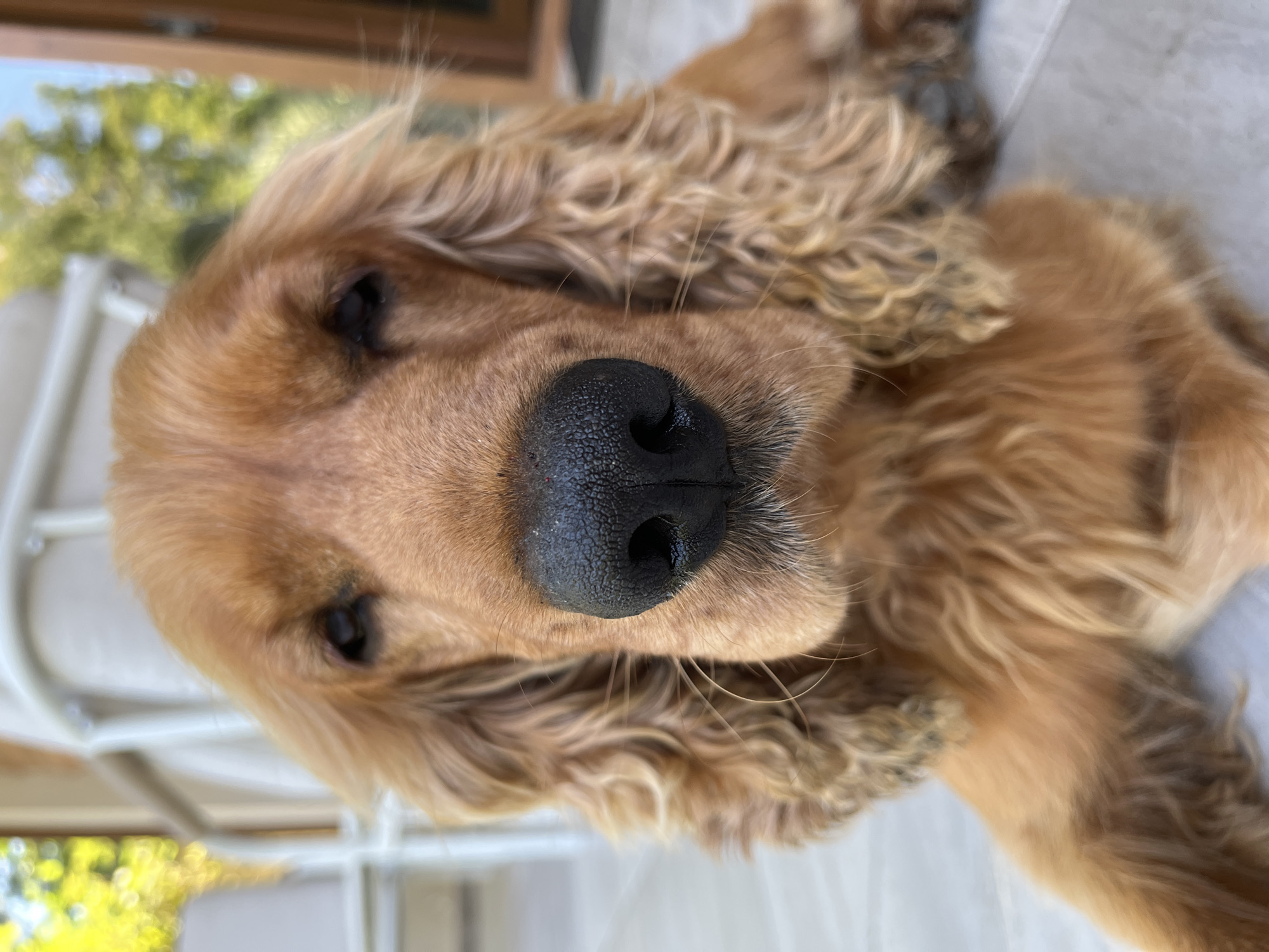 A close-up, eye-level shot shows the face of a golden-colored Cocker Spaniel dog, resting outdoors on a light-colored tiled surface. The dog's head is centered in the frame, with its black nose prominently featured. Its long, wavy ears frame its face, and its fur is a warm golden brown. In the blurred background, hints of outdoor furniture, greenery, and a doorway suggest a domestic setting in a city. The lighting appears to be natural daylight, creating soft shadows and highlighting the dog's features. The scene is static, with no visible action or interaction. The dog is the sole subject.