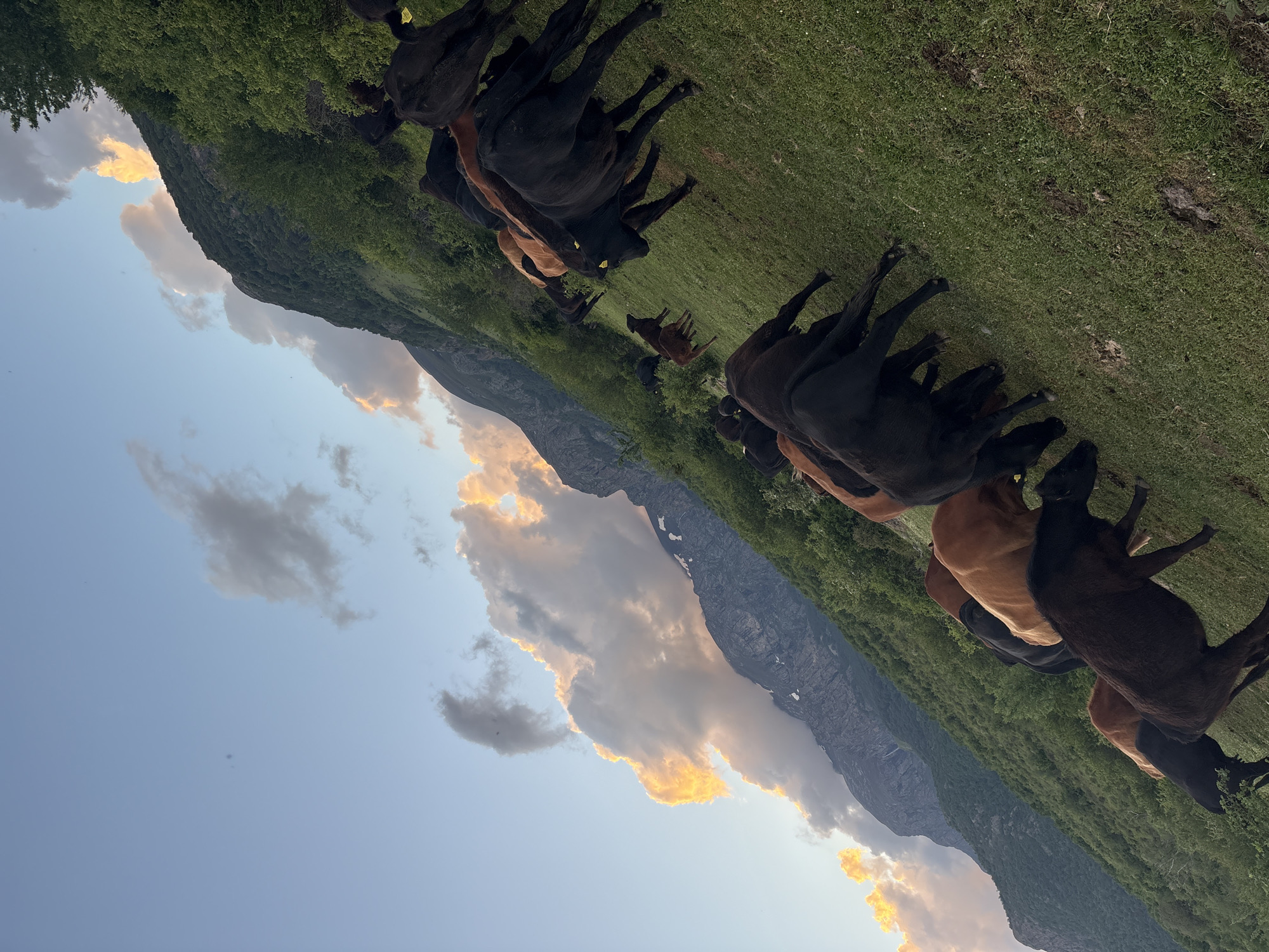 The image shows a herd of cattle grazing on a green hillside, with a mountain range in the background. The sky is visible with clouds. The location is unspecified.